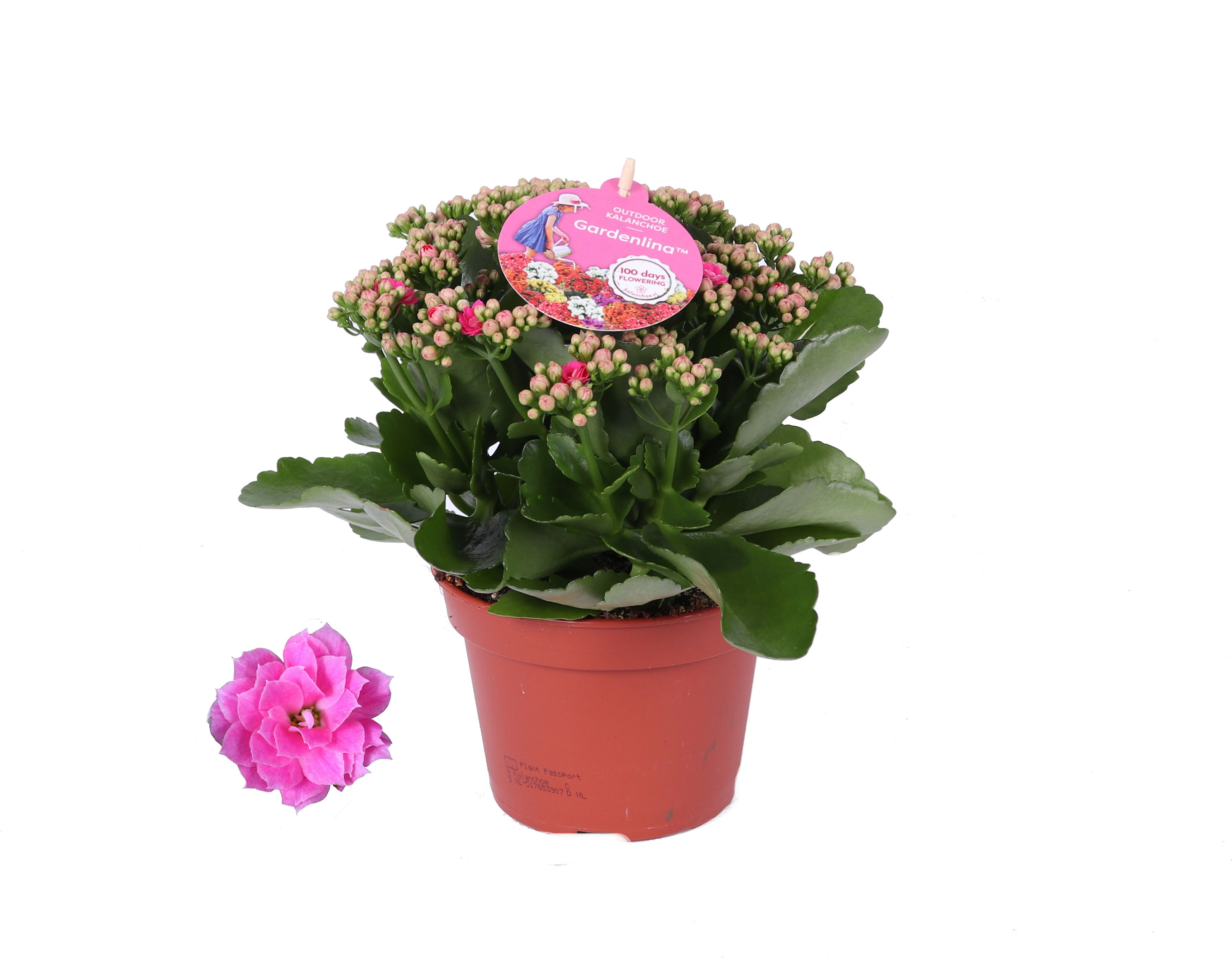 Kalanchoe GRDN 15 ROZE - Kalanchoe Gardenlina roze