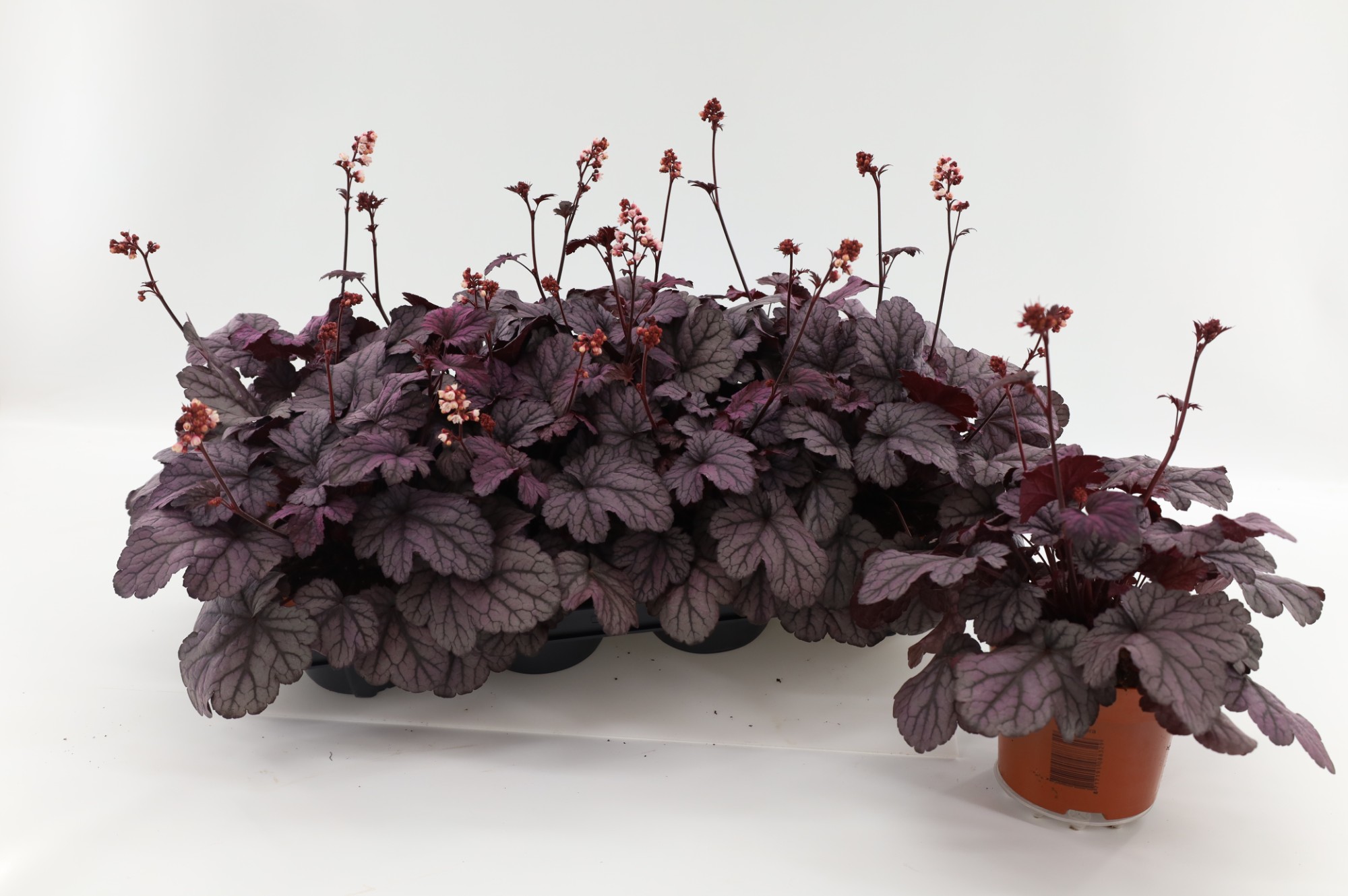 Picture of Heuchera Sugar Plum P13 17cm