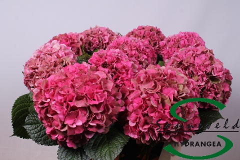 Hydrangea Glowing Alps Classic 60cm 18Ø