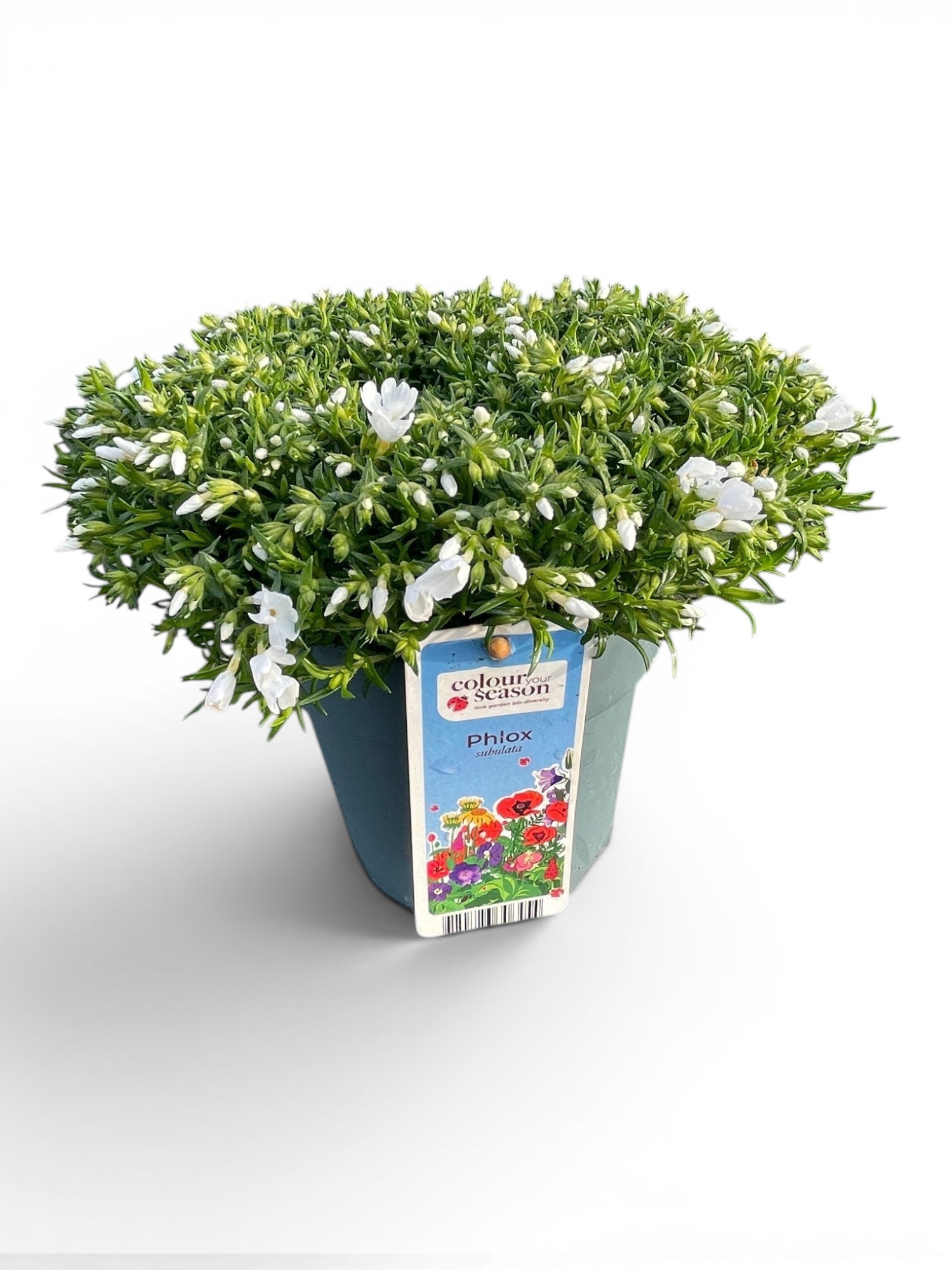 Phlox subulata Fabulous White ('Florphfawh')