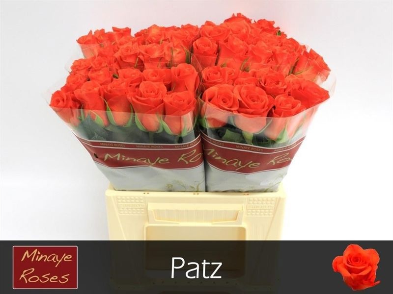 R Gr Patz