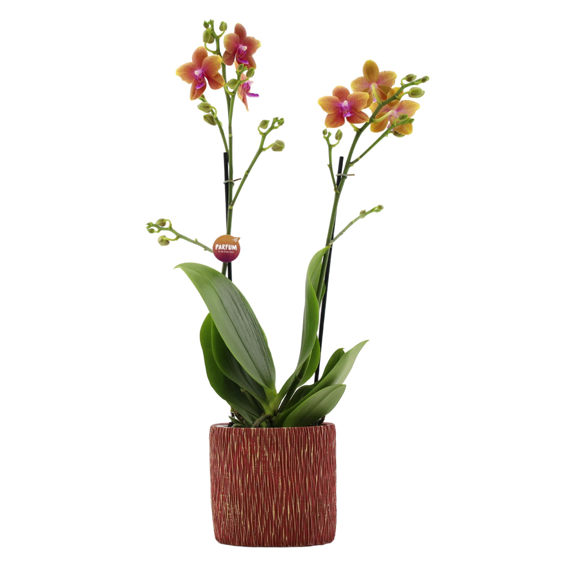 Picture of Phalaenopsis hybrid Parfum Bolgheri in Galaxy pot P12 2 spikes 16+ flowers height 50 cm