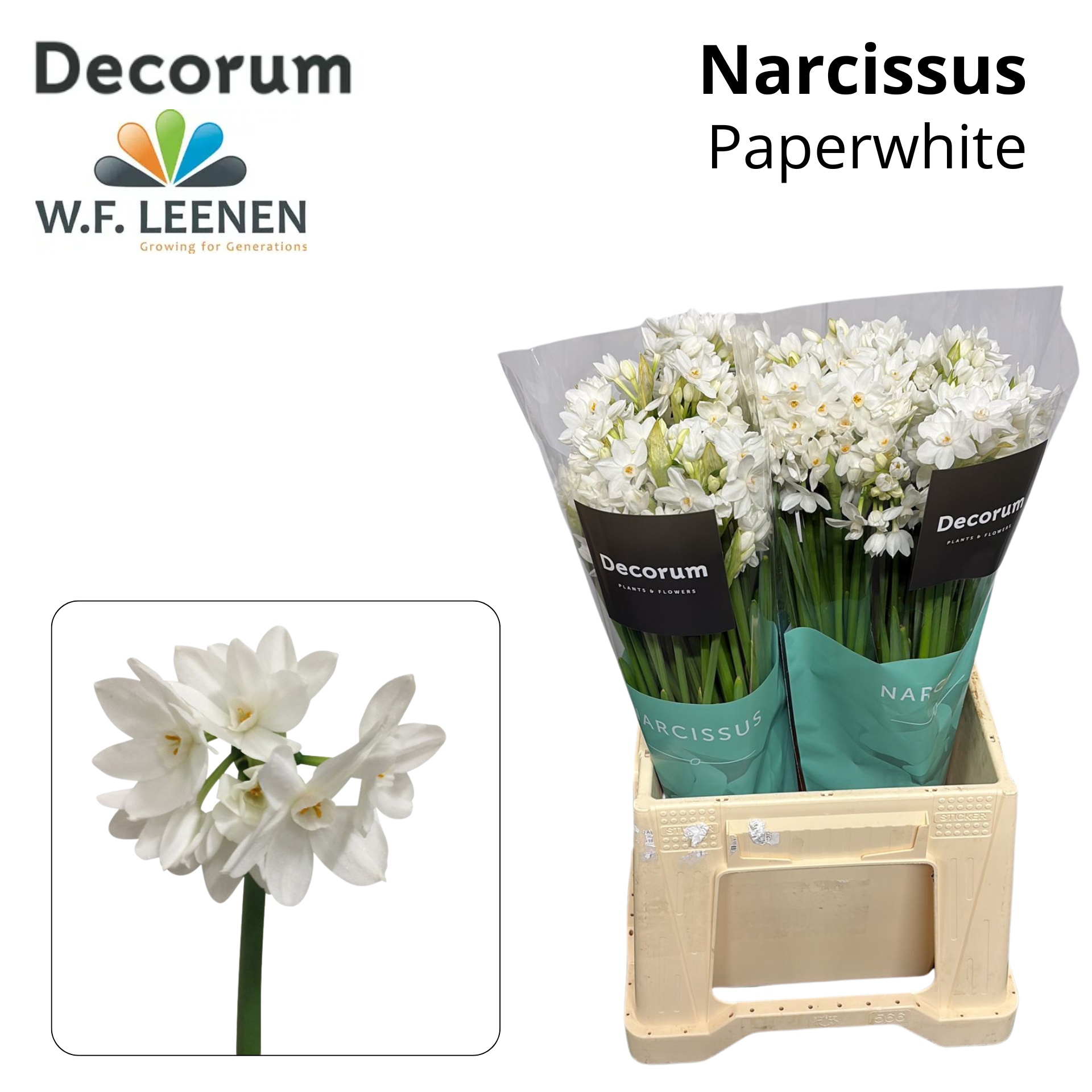 Narcissus Ziva(paperwhite) 45cm