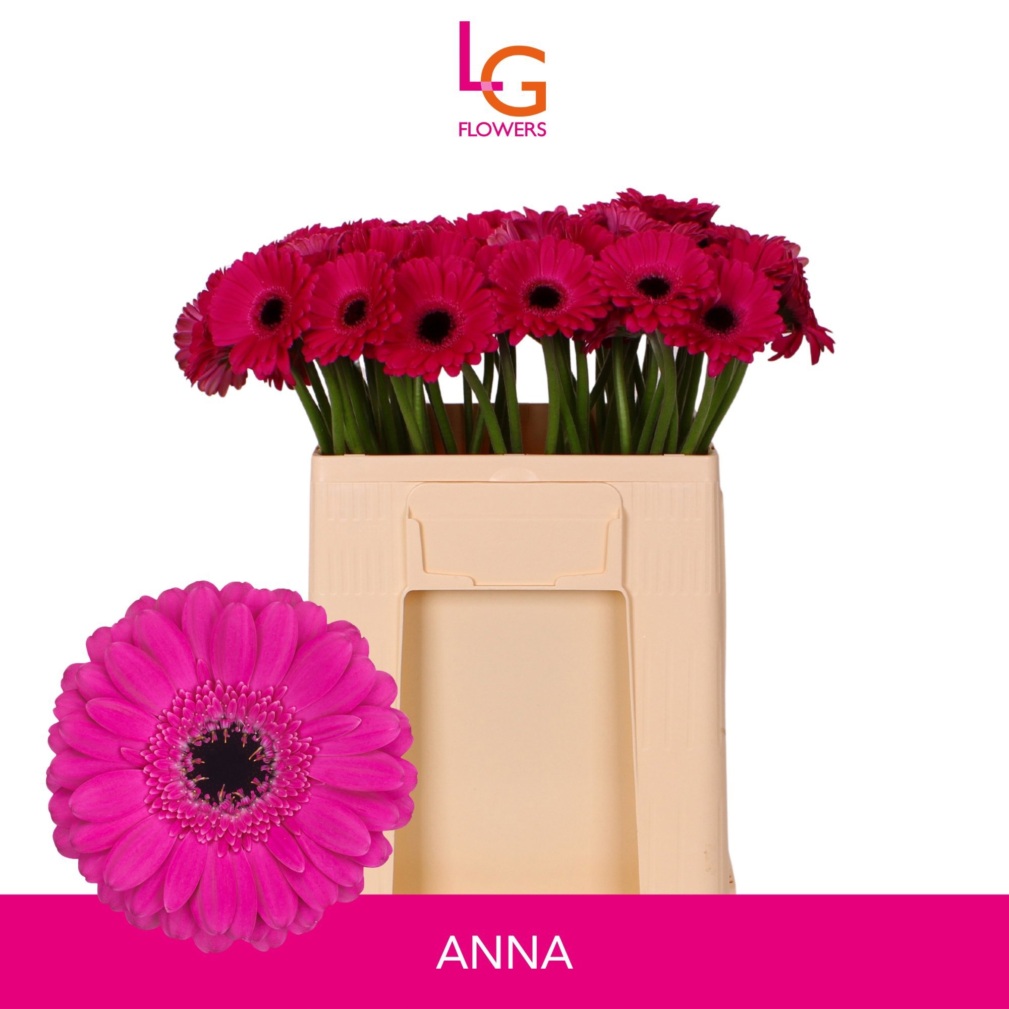 Gerbera Mini Anna