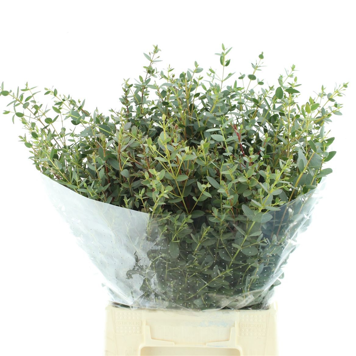 Euc Parvifolia P Bs 50L.cm 200gram