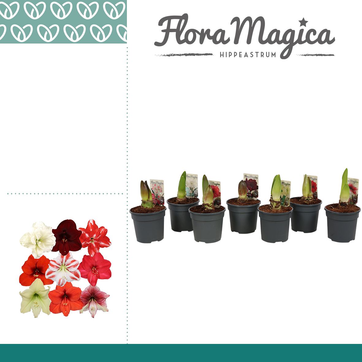 Amaryllis Exclusieve Mix