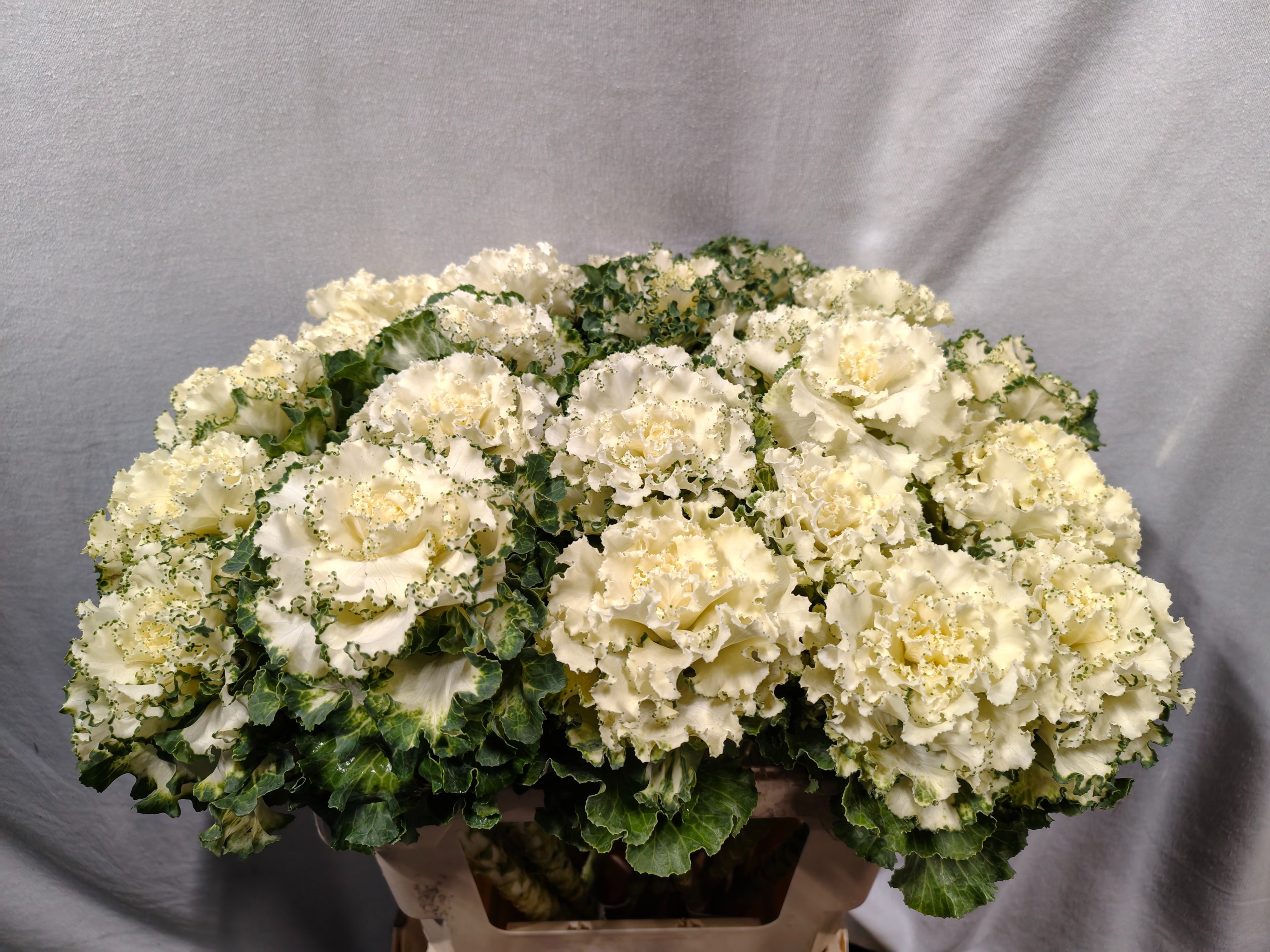 Brassica Crane Ruffle White 60cm