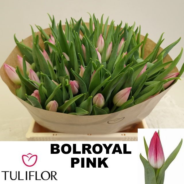 Tulipa Bolroyal Pink 33cm 29gram