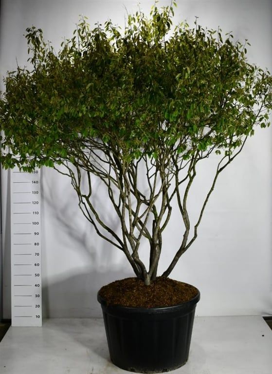 Amelanchier lamarckii