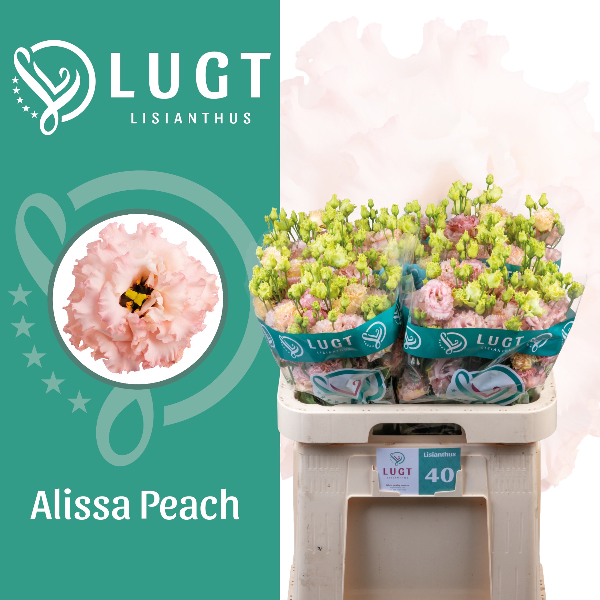 Eus G Alissa Peach 70L.cm 55+knop 23bloei