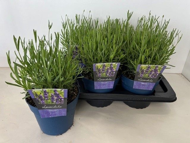 Picture of Lavandula ang. Hidcote