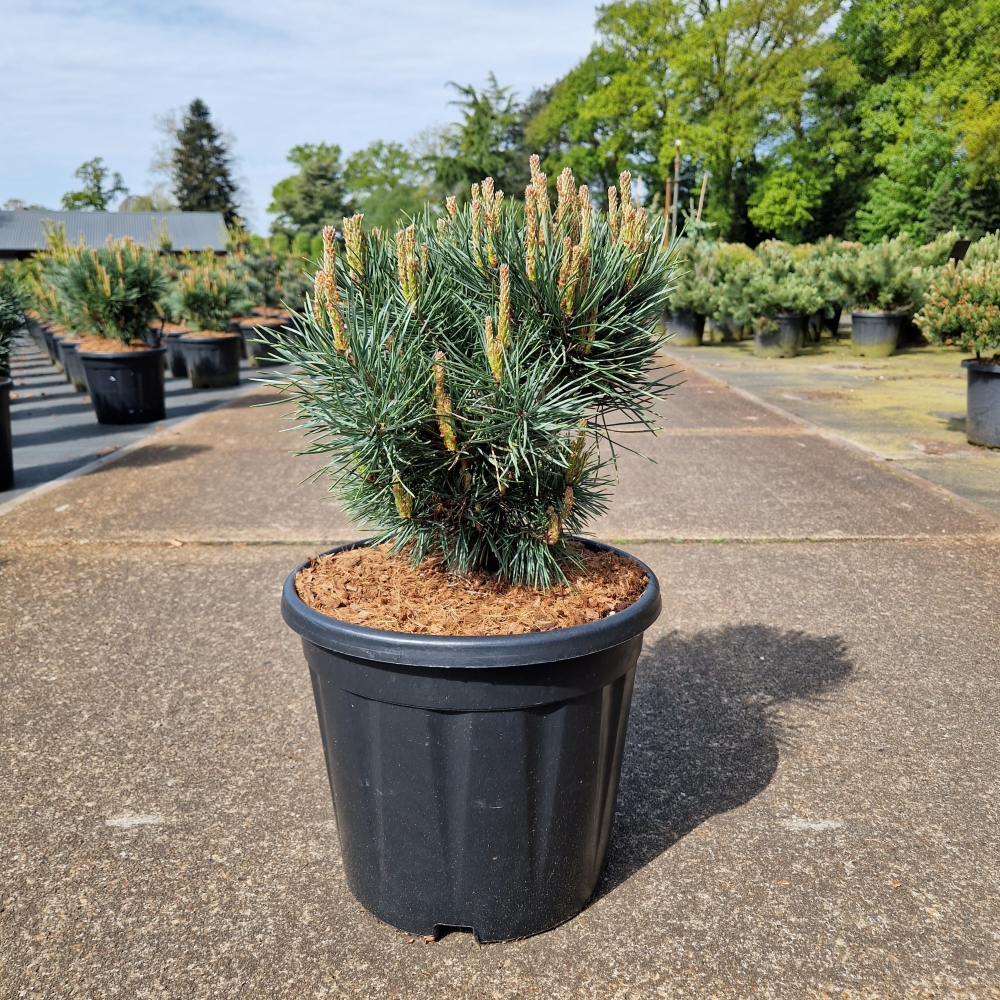 Picture of Pinus sylvestris Watereri C15 35/40 (LOOSE)