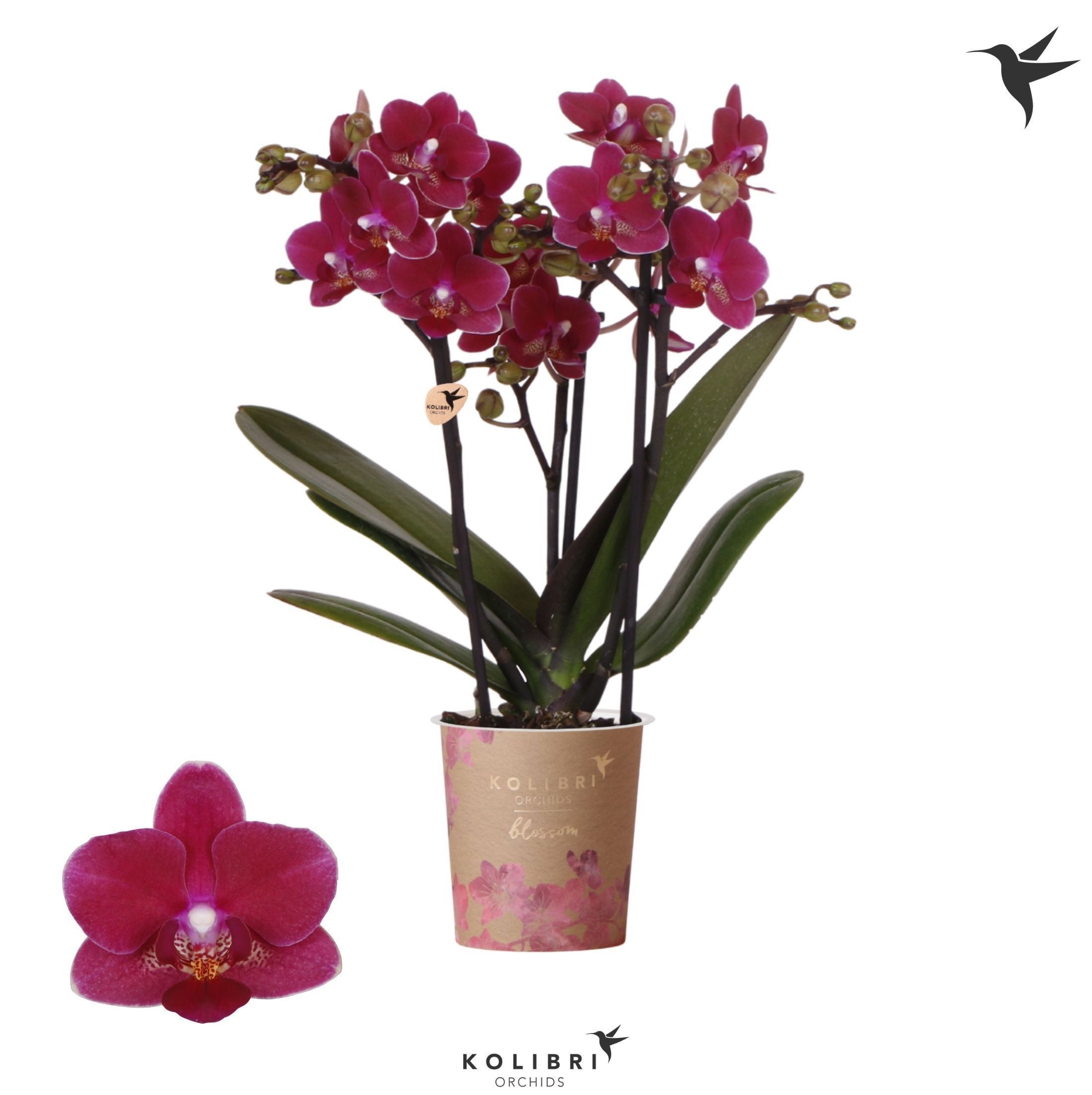 Phalaenopsis Kolibri Orchids Phalaenopsis Blossom Chamonix 3 spike