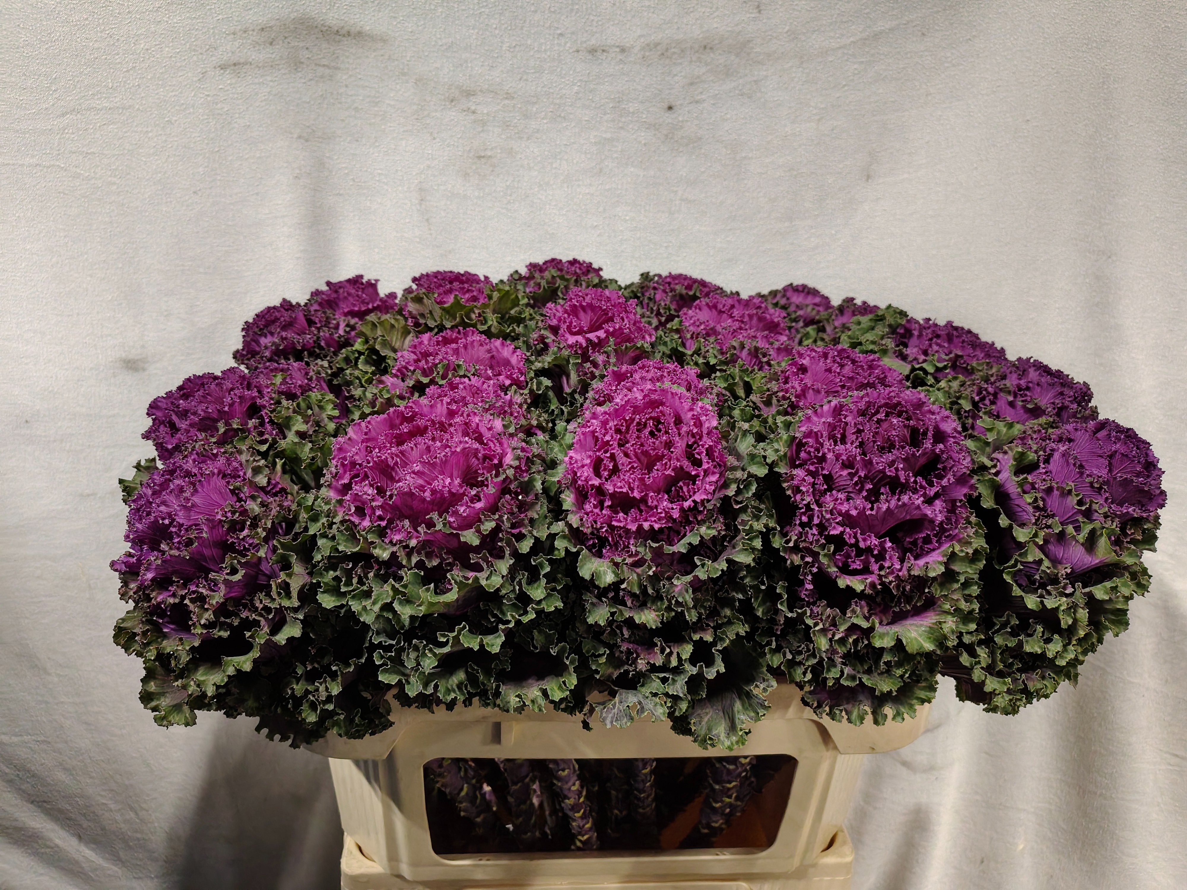 Brassica Crane Ruffle Red 70cm