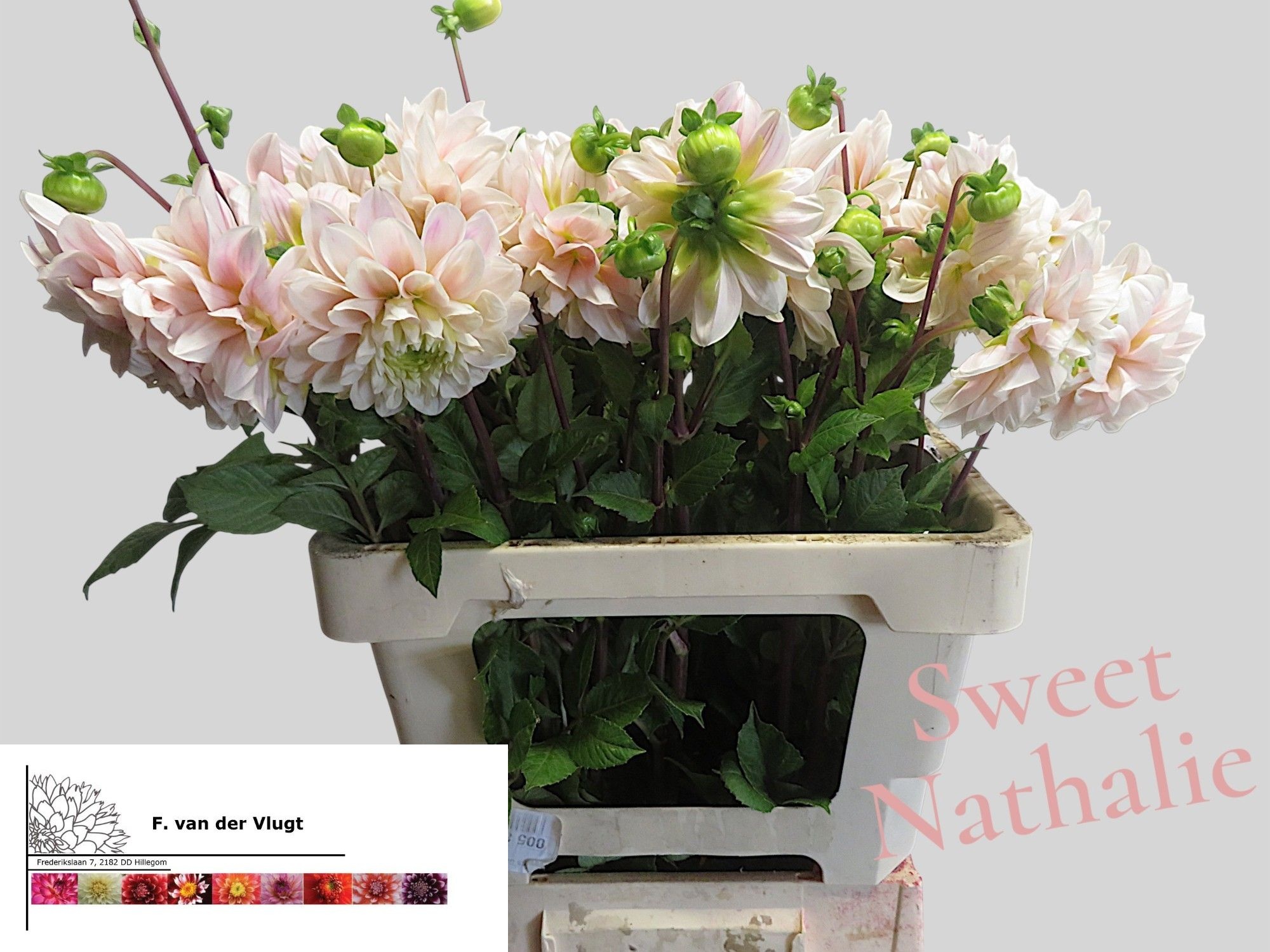 Dahlia Sweet Nathalie 50cm