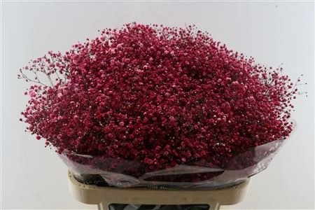 Gypsophila Painted 80cm 40gram