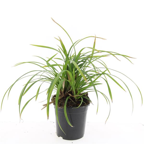 Picture of Carex morrowii Irish Green P14