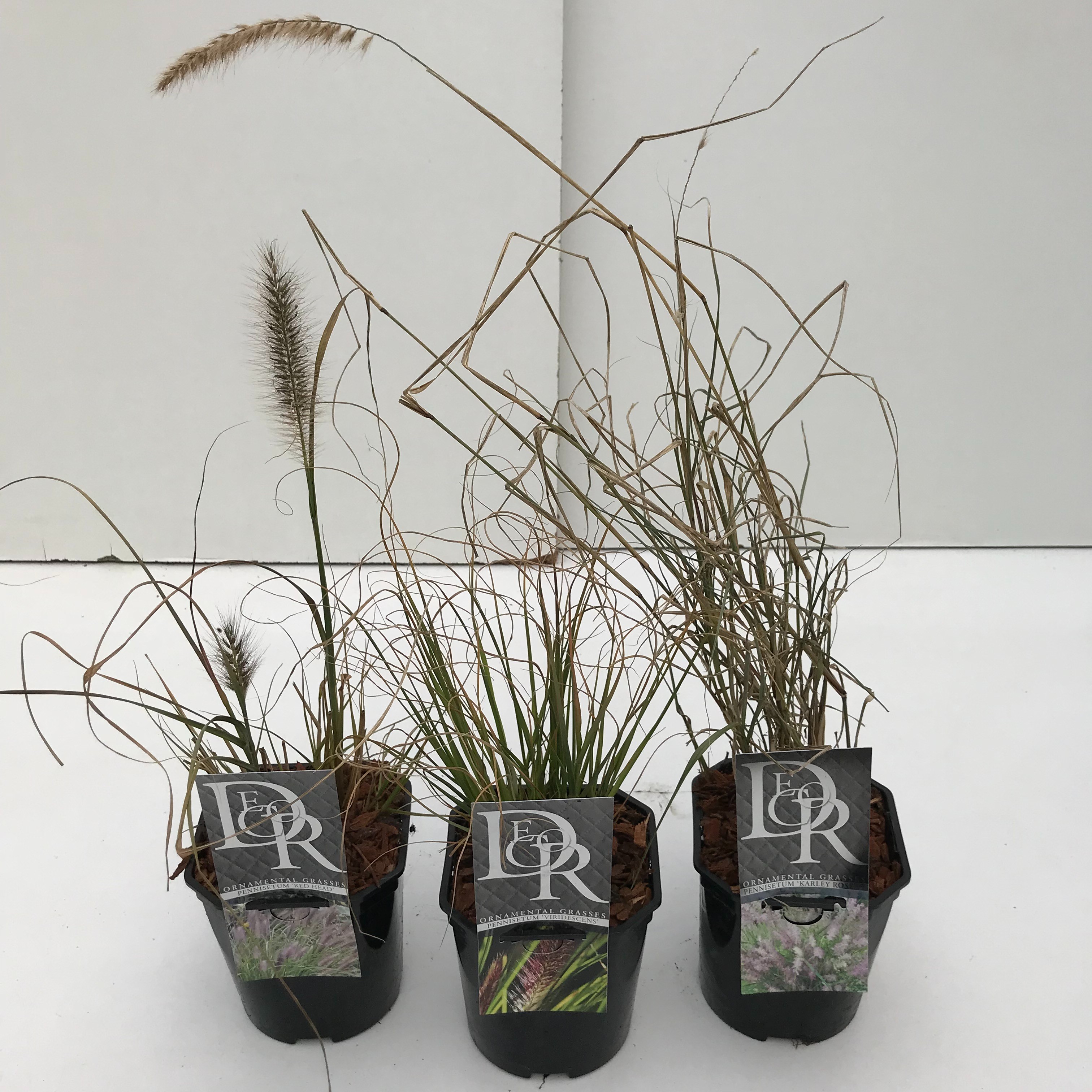 Picture of Pennisetum in varieties P17 (2 Ltr) Square