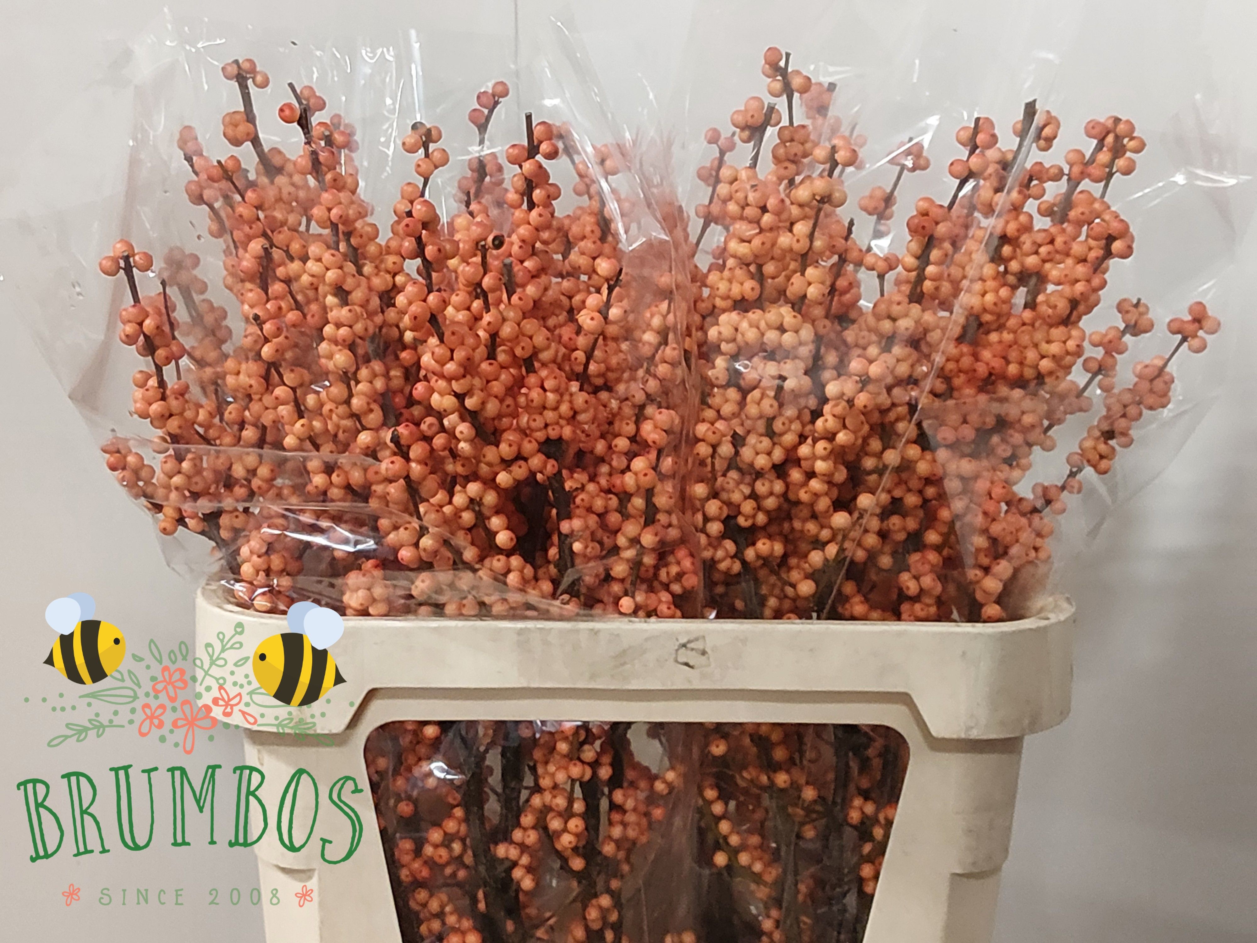 Ilex Winter Gold 80cm