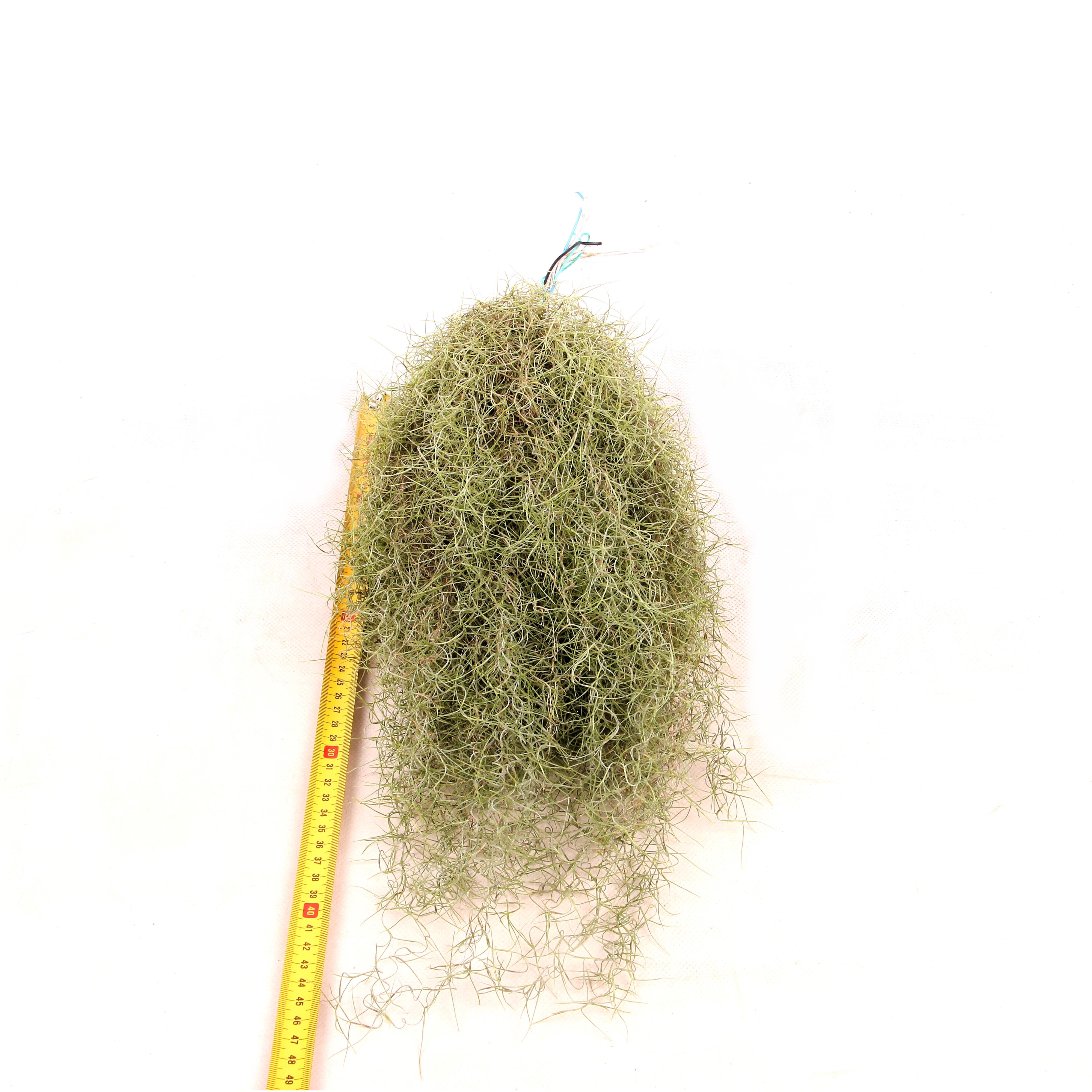 Picture of Tillandsia Usneoides superfine 40 cm - airplant 40CM