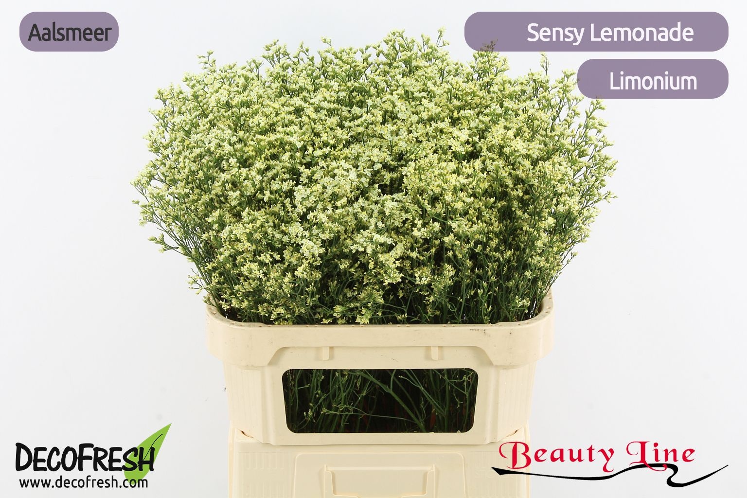 Limonium Sin Lemonade 80cm 30gram