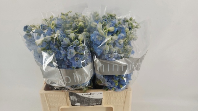 Delphinium El Dewi Boy 60cm