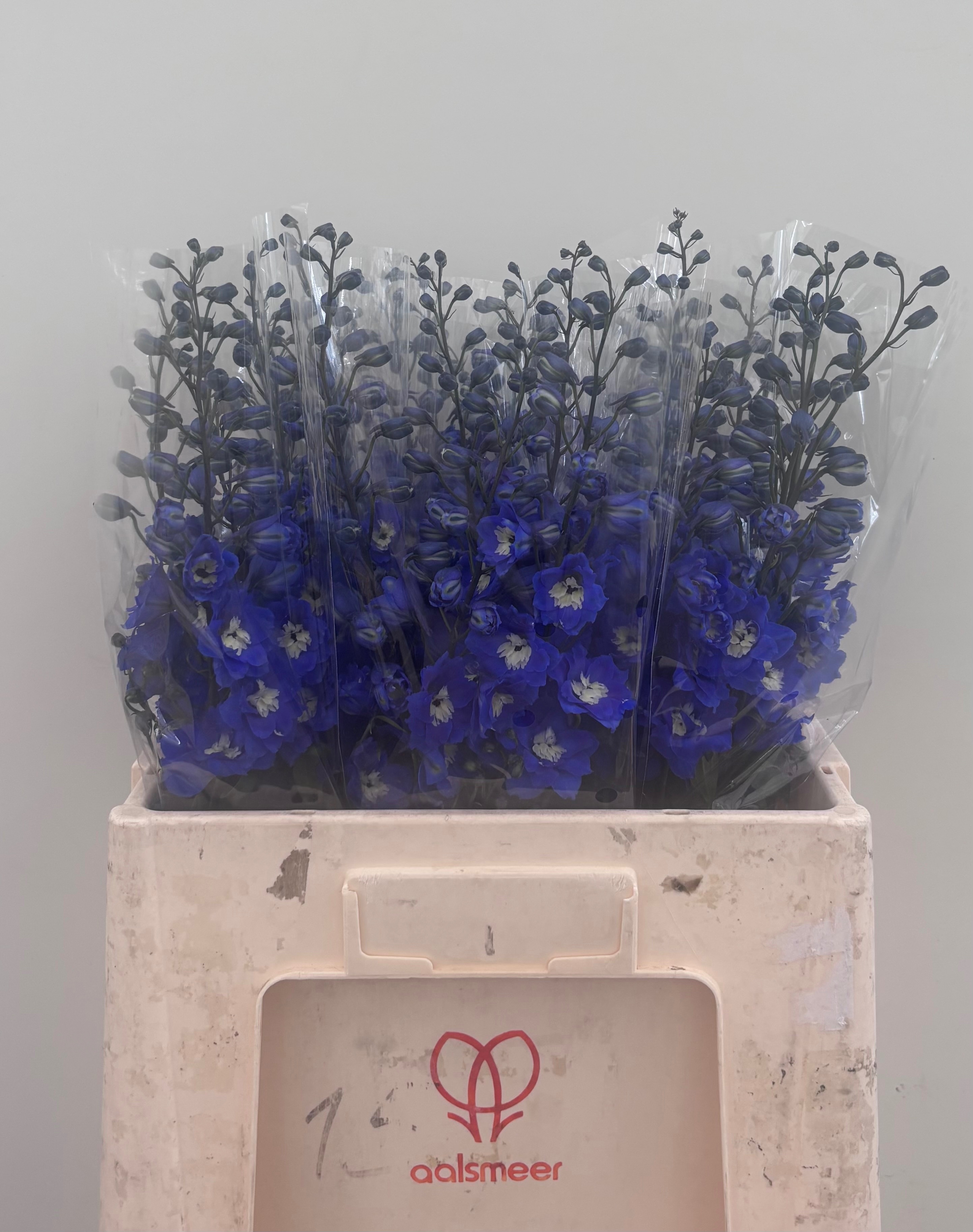 Delphinium El Navy Blue 60cm