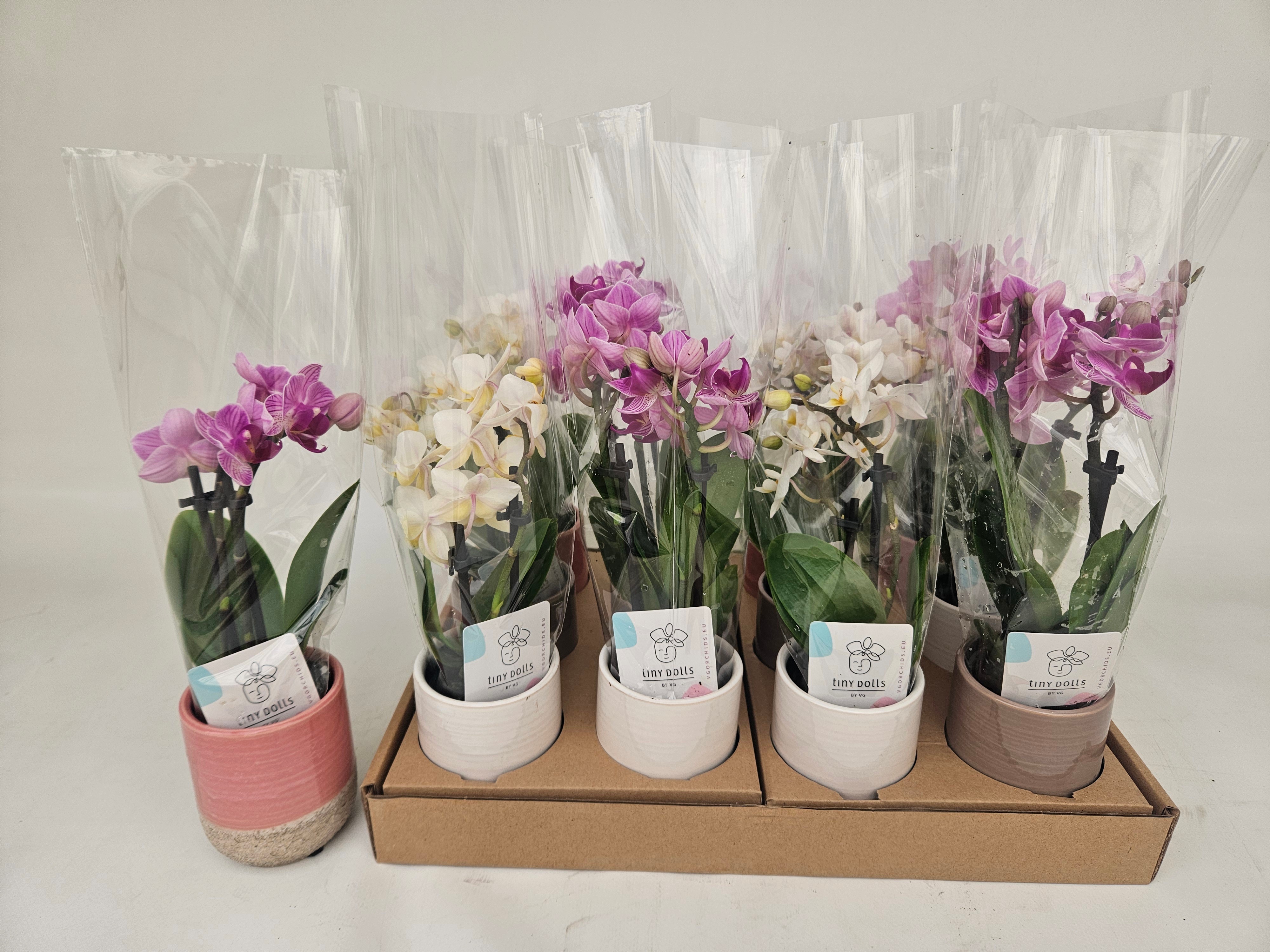 Phal Mini 6P 20H 1TAK 12bloem 23bloei