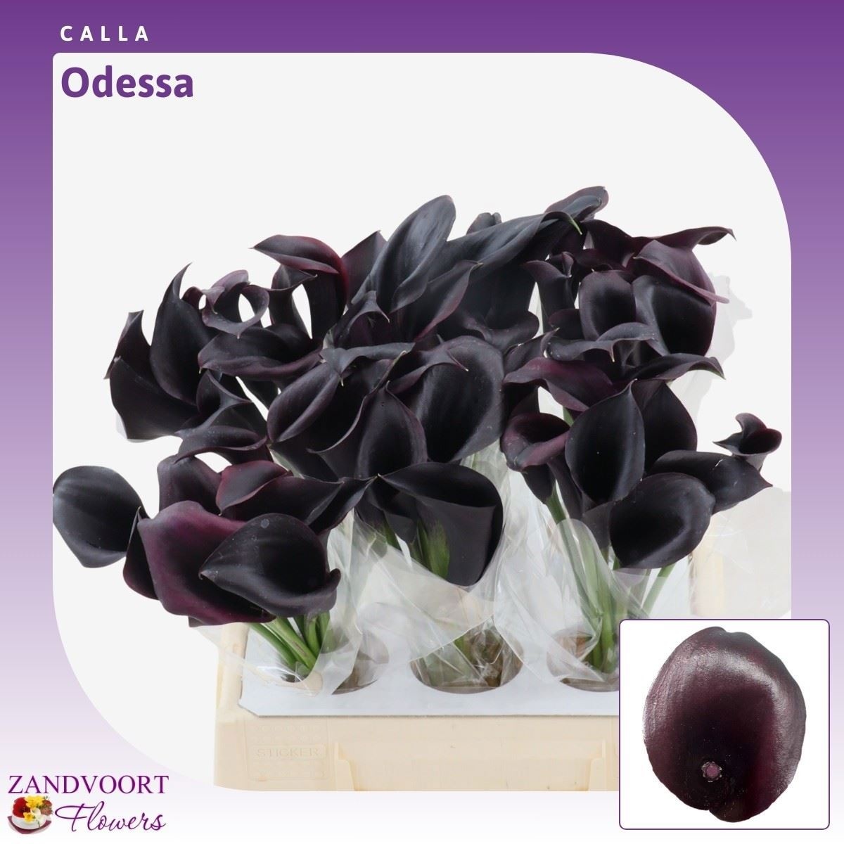 Calla Odessa 40cm
