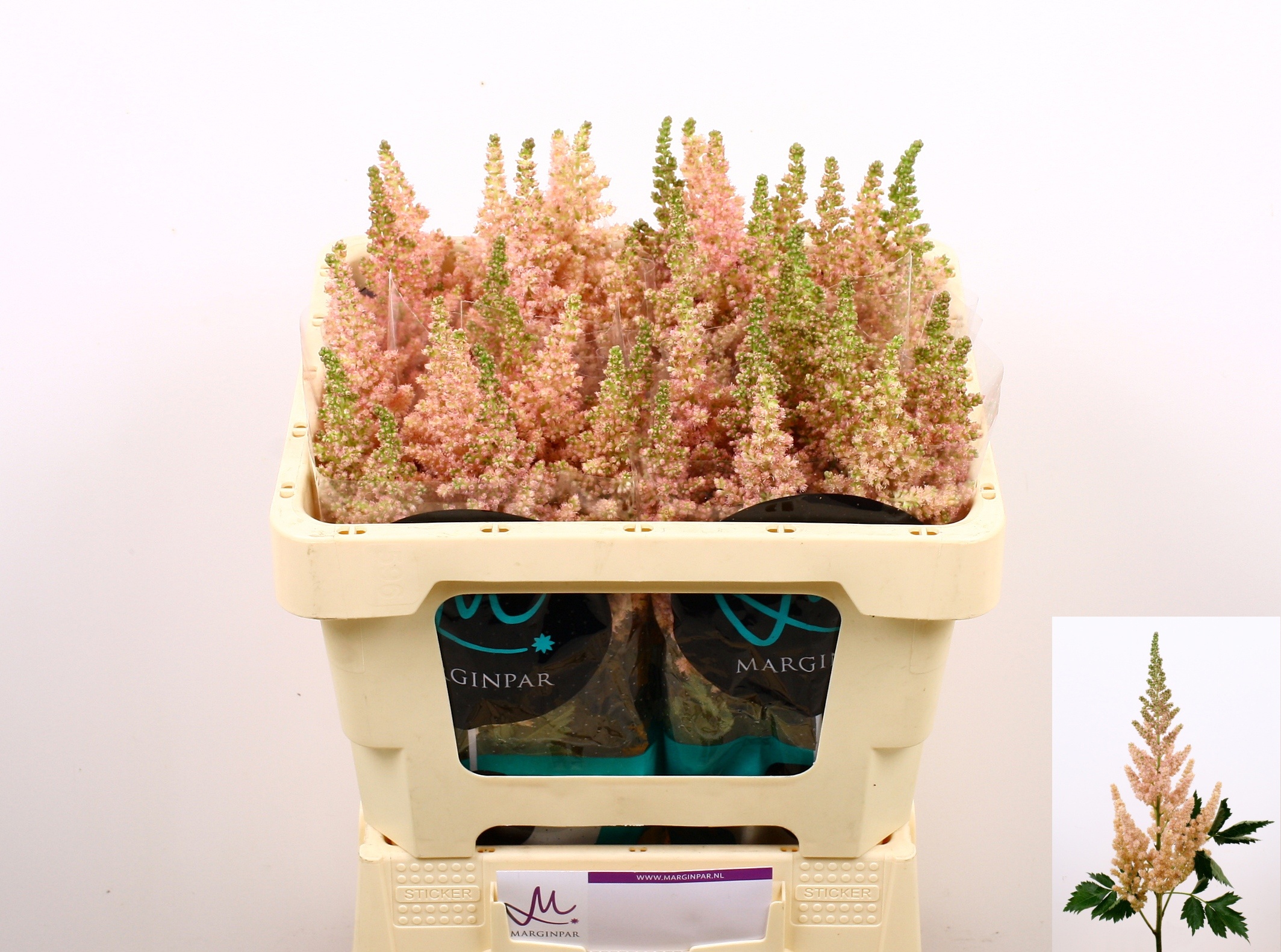Astilbe Inferno 50cm