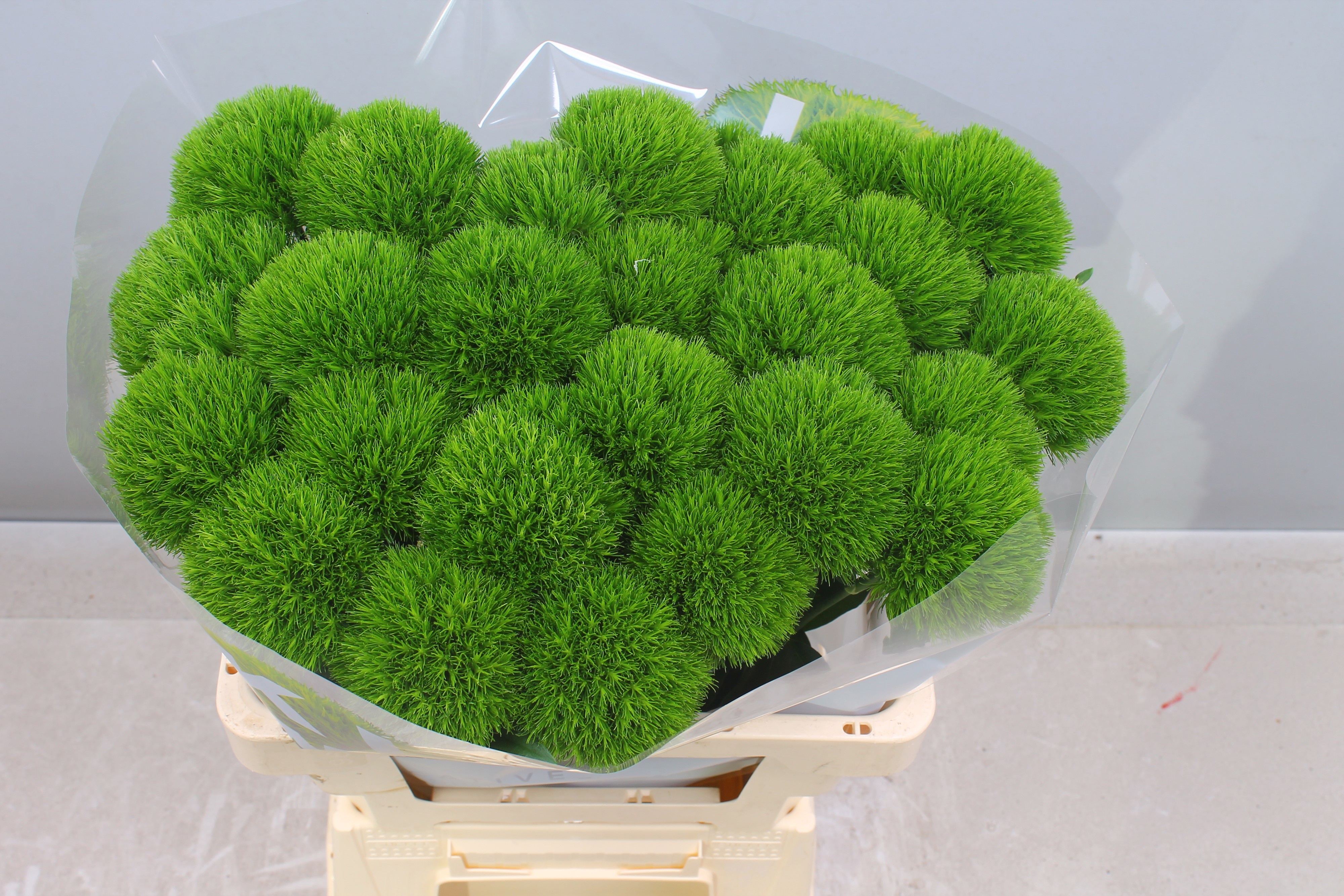 Dianthus Barb Kiwi Cool 60cm
