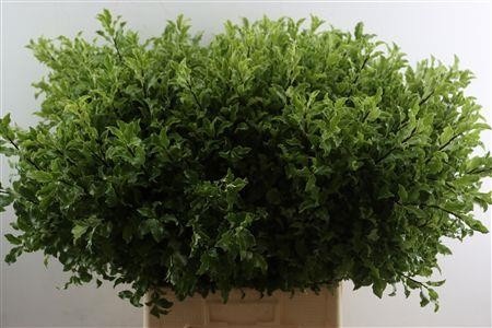 Pittosporum 70cm