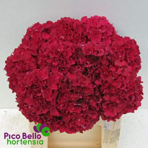 Hydrangea Ruby Red 40cm 16Ø