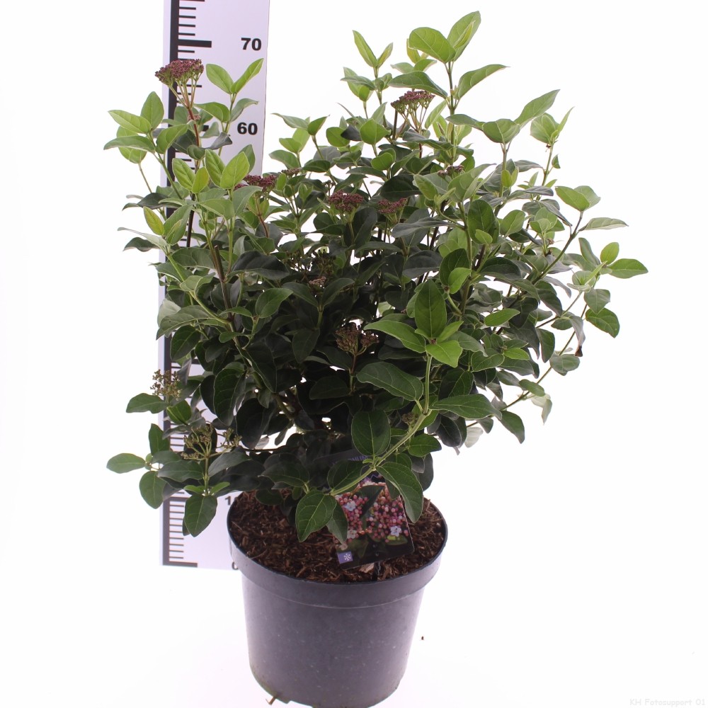 Picture of Viburnum tinus 'Lisarose'