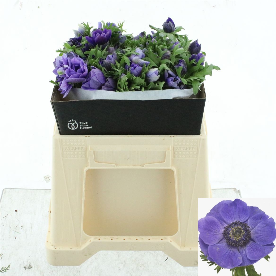 Anemone Mistral + D Blue 35cm