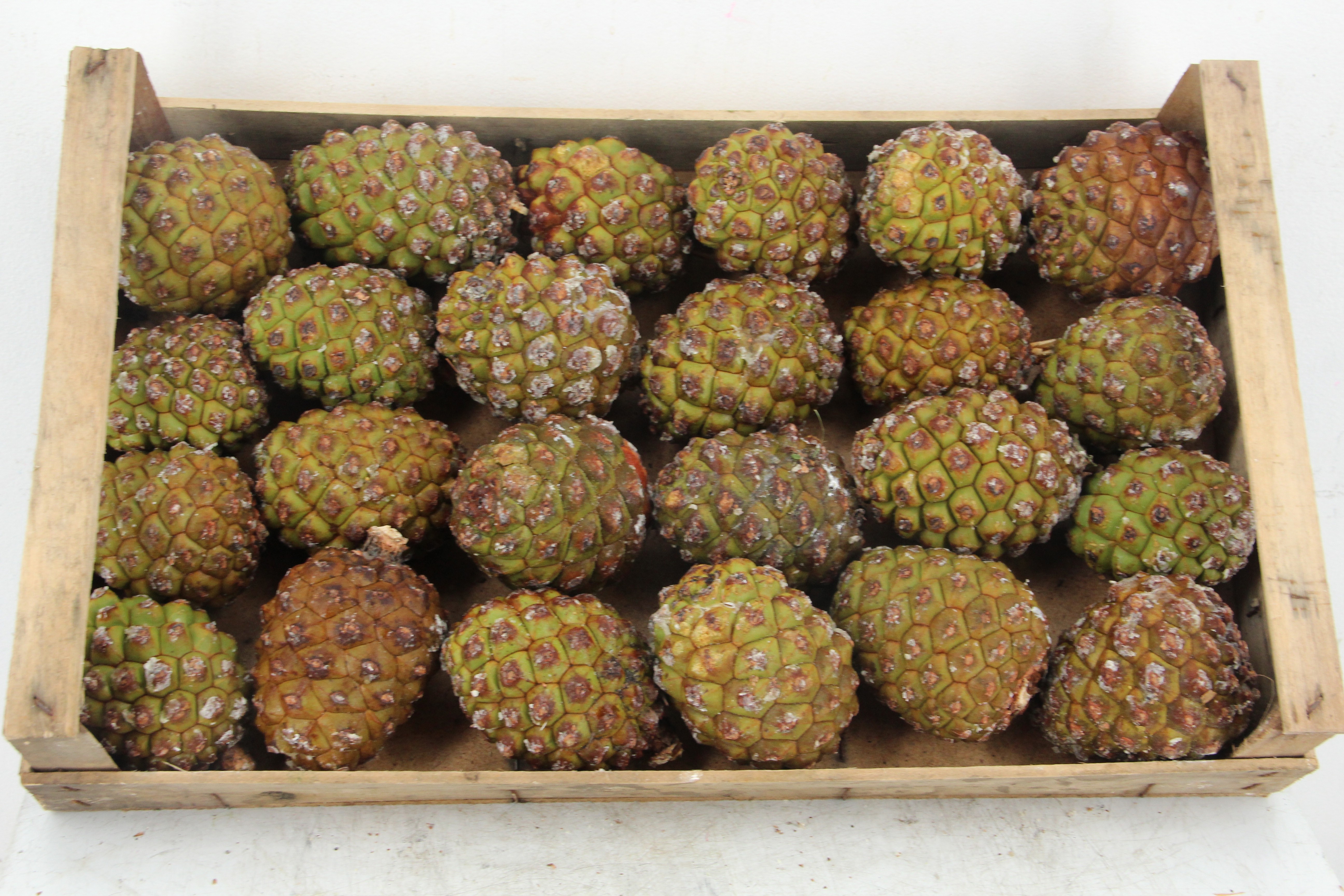 Decogroen Ov 10L.cm