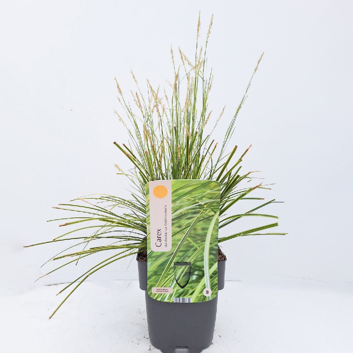 Carex dolichostachya 'Gold Fountains'