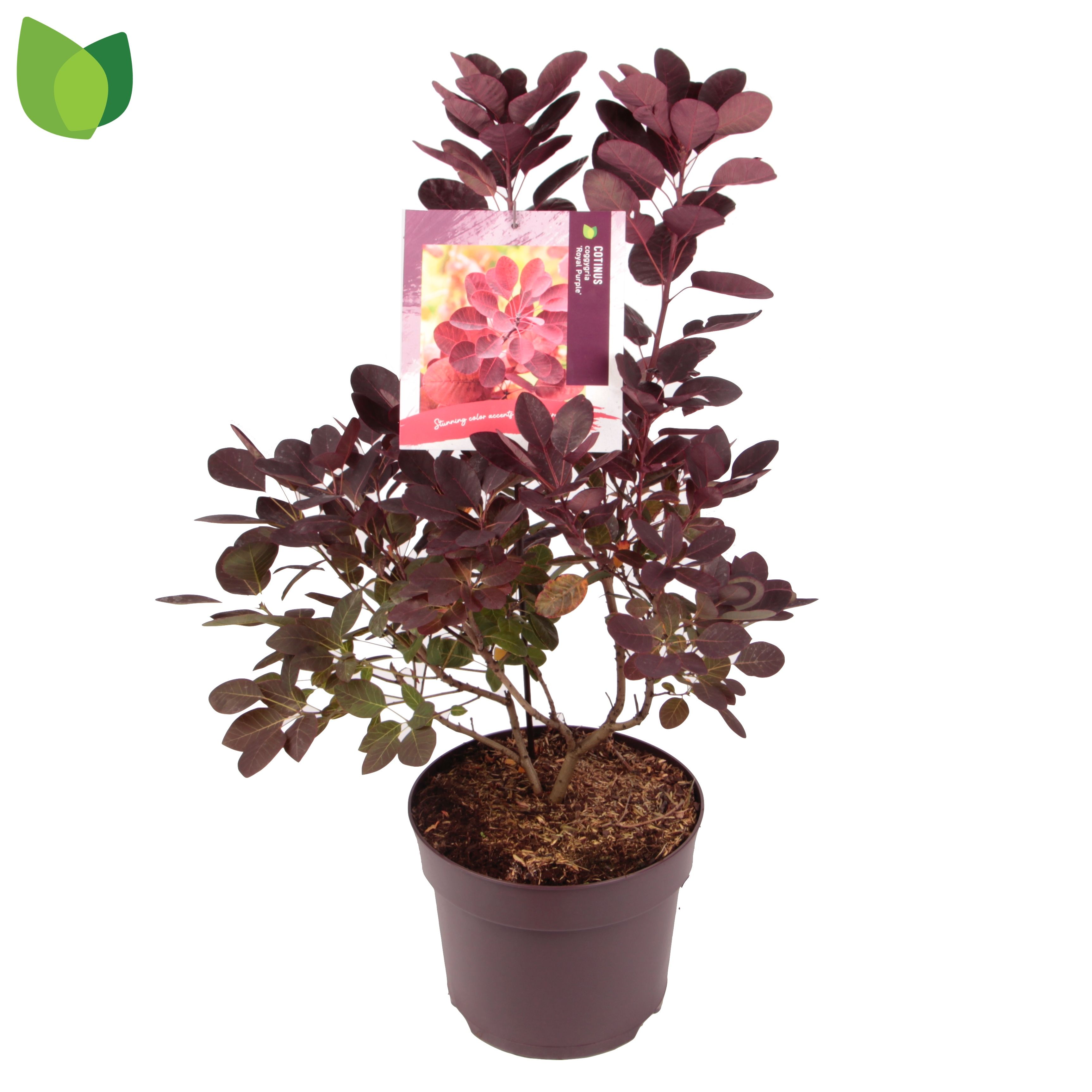 Coti Co Royal Purple