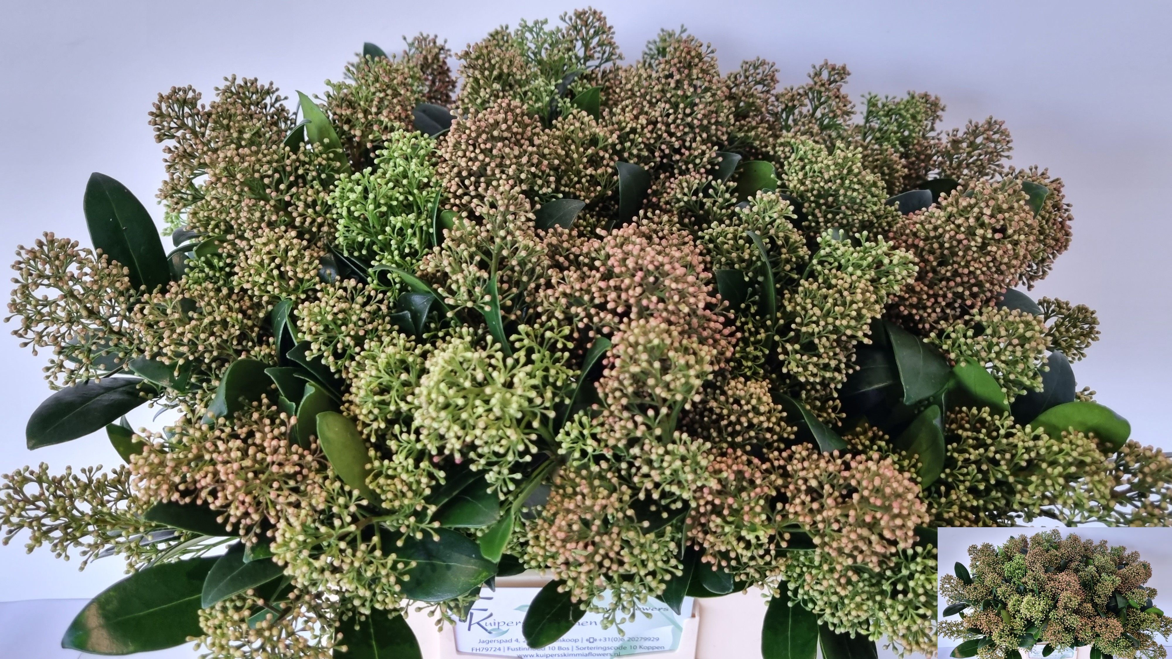 Skimmia Japonica Snow White Per Bunch 45cm