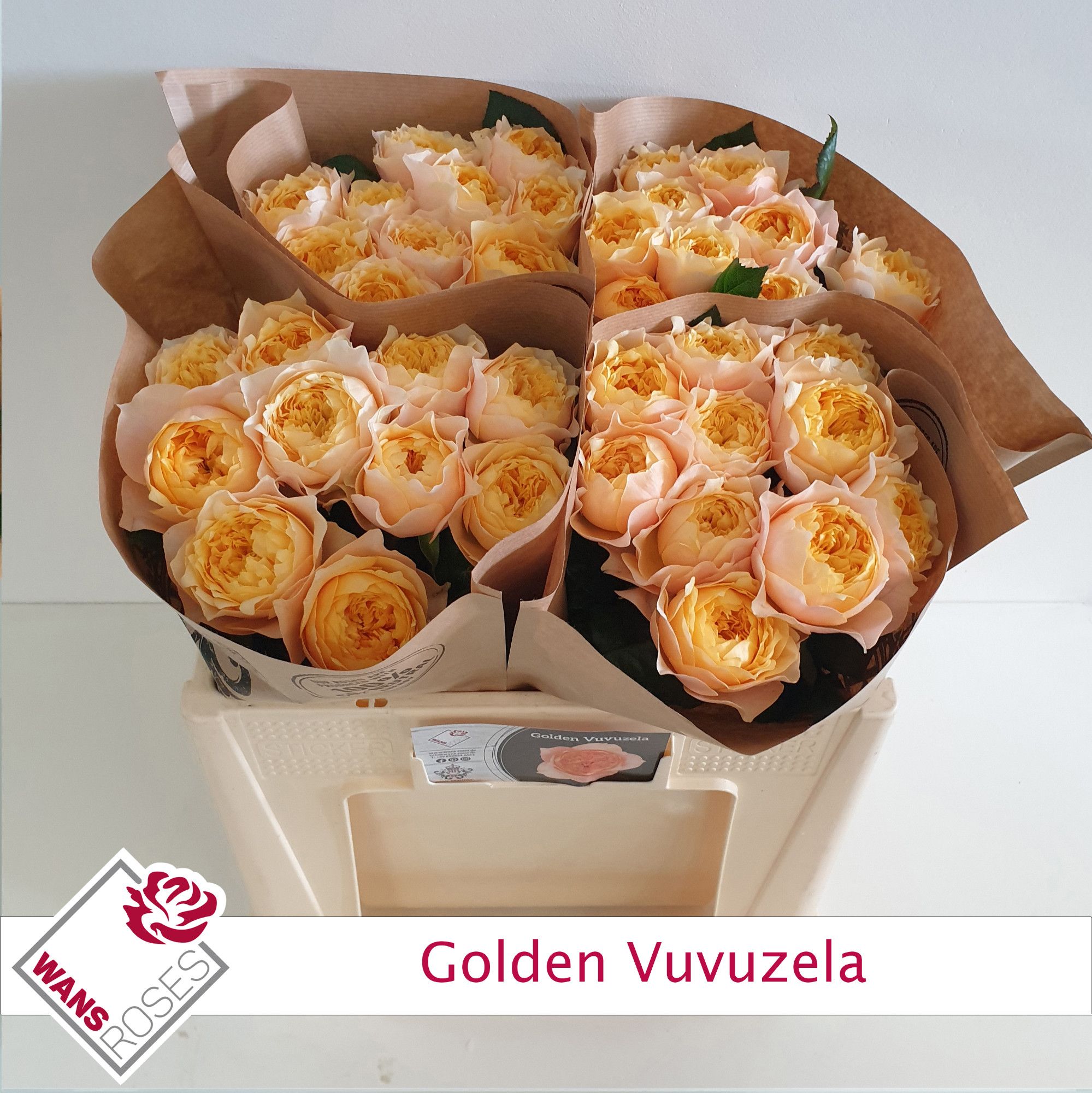 Rosa Garden Golden Vuvuzela 50cm