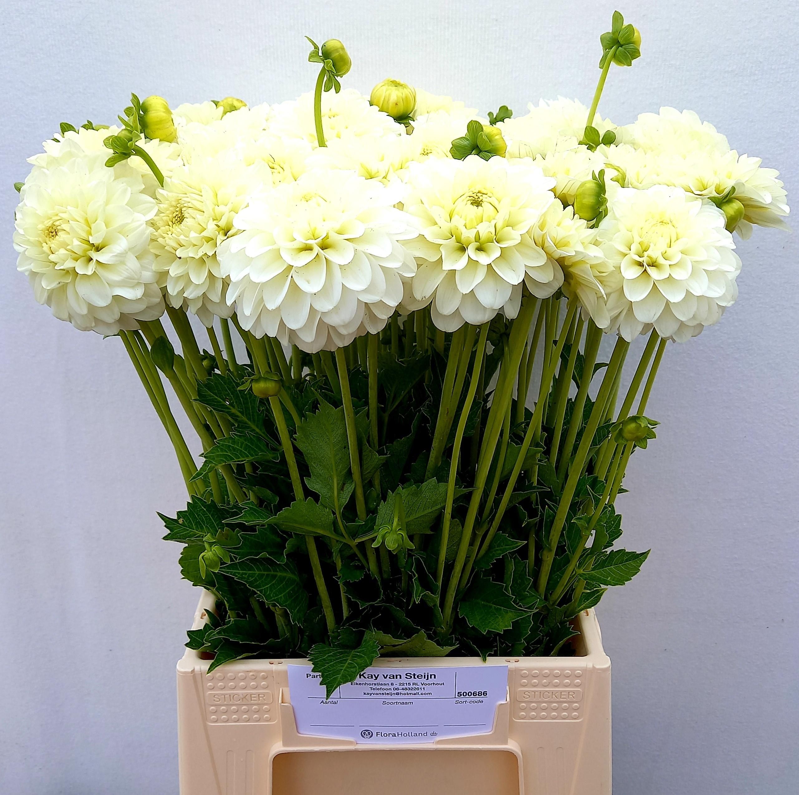 Dahlia White Netty 50cm