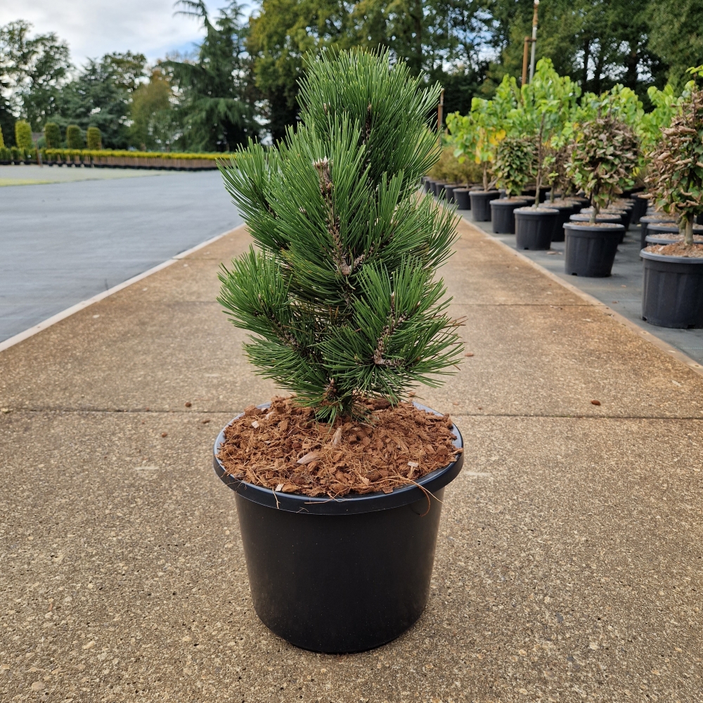 Picture of Pinus leucodermis Malinki P31 70CM (LOOSE)