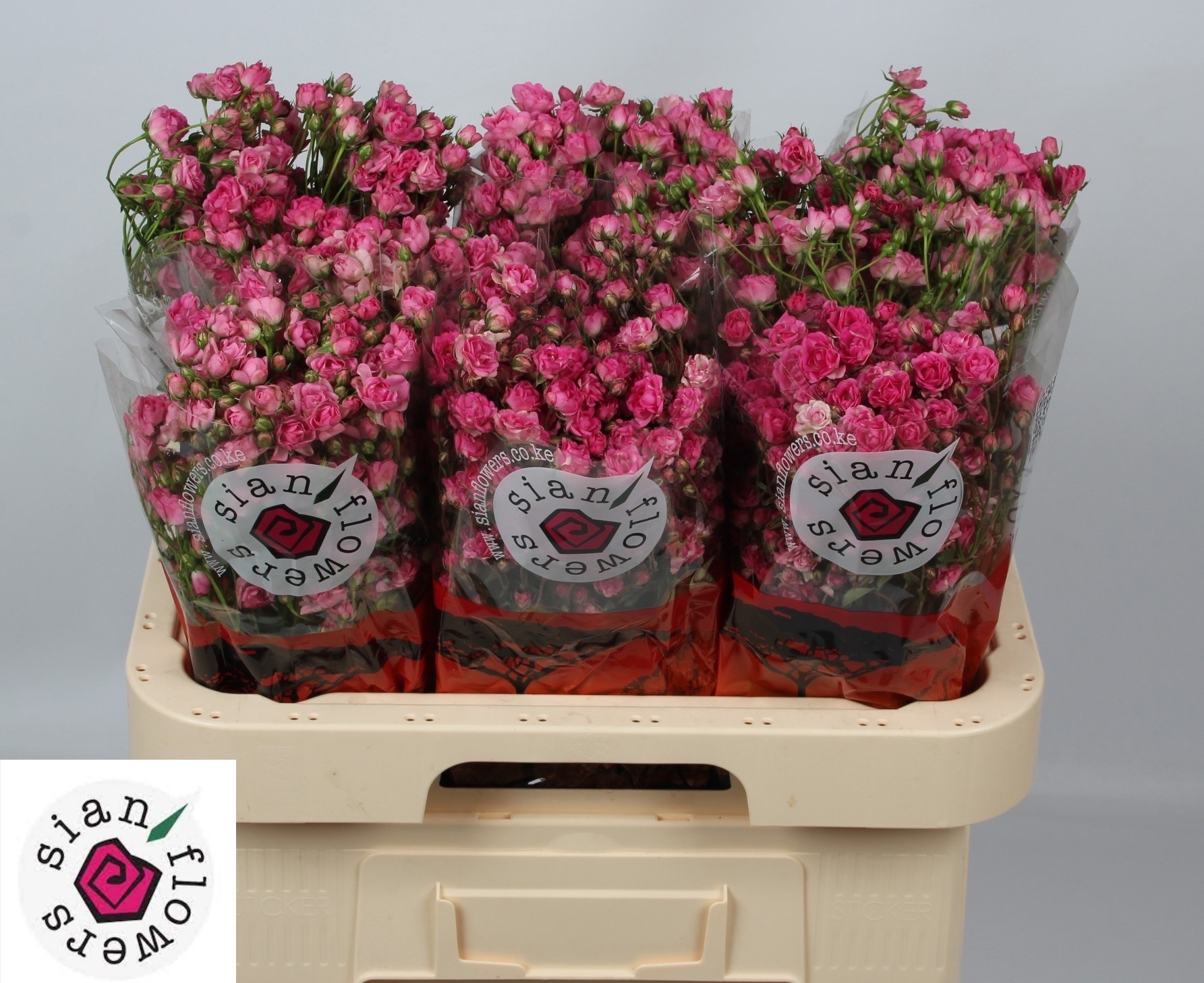 Rosa Spr Gypsy Rose 60cm