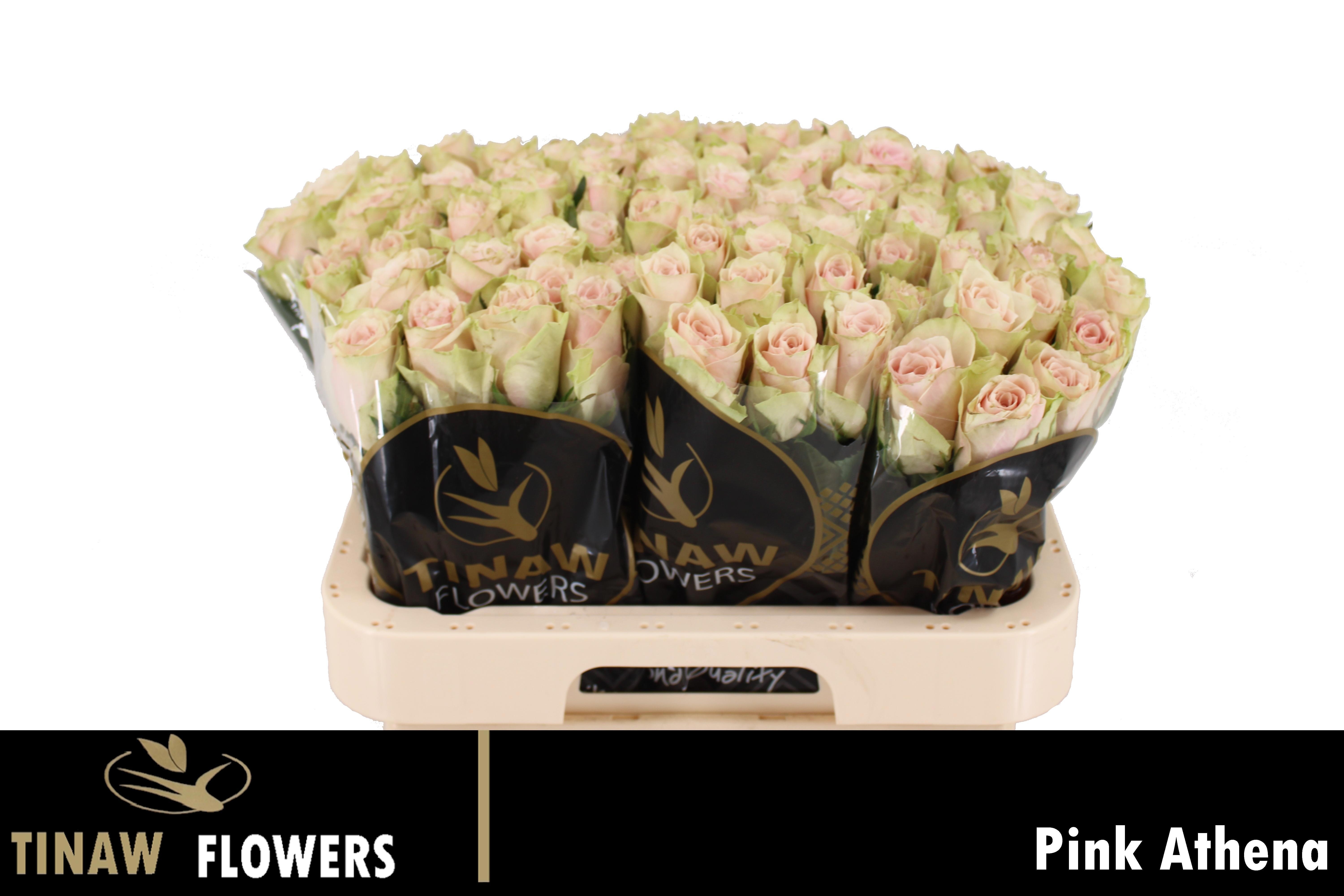 R Gr Pink Athena