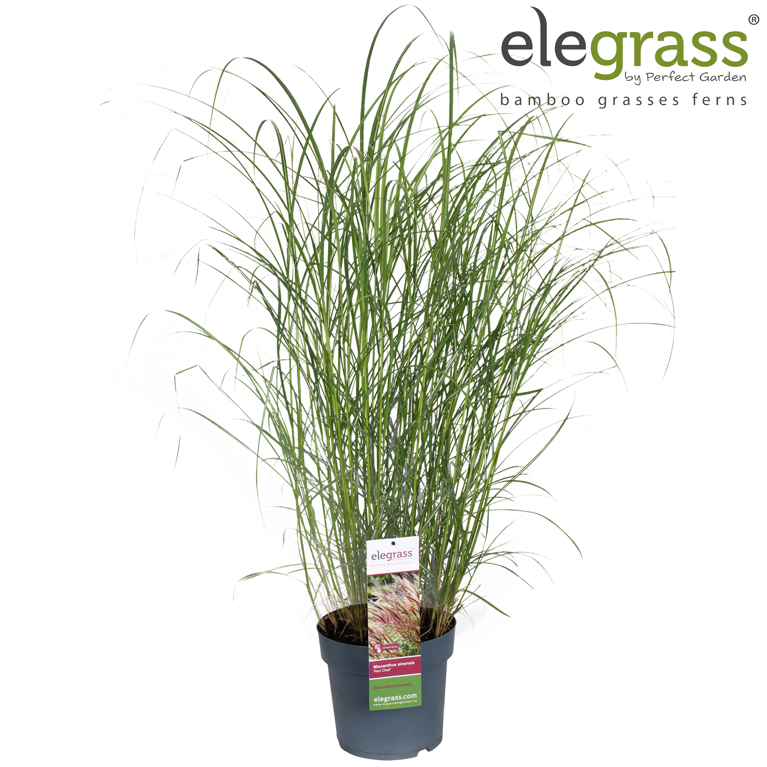 Picture of Miscanthus sinensis 'Red Chief' P23