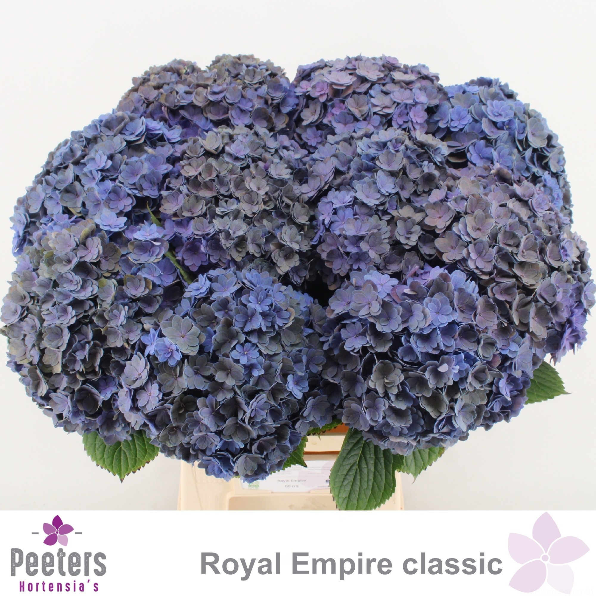 Hydr M Royal Empi Cl 60cm 19Ø