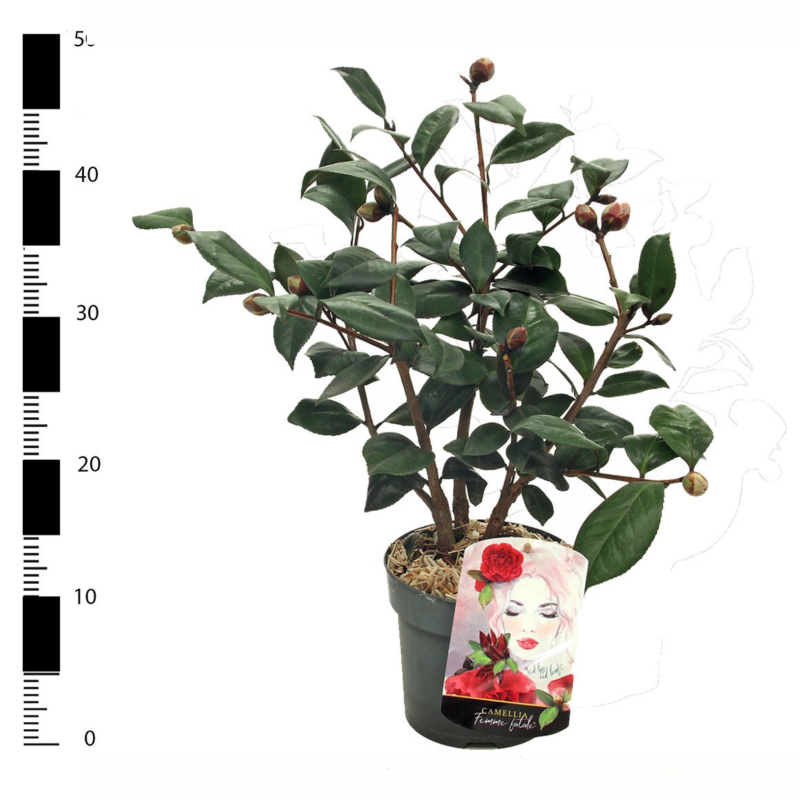Picture of Camellia japonica 'Femme Fatale'