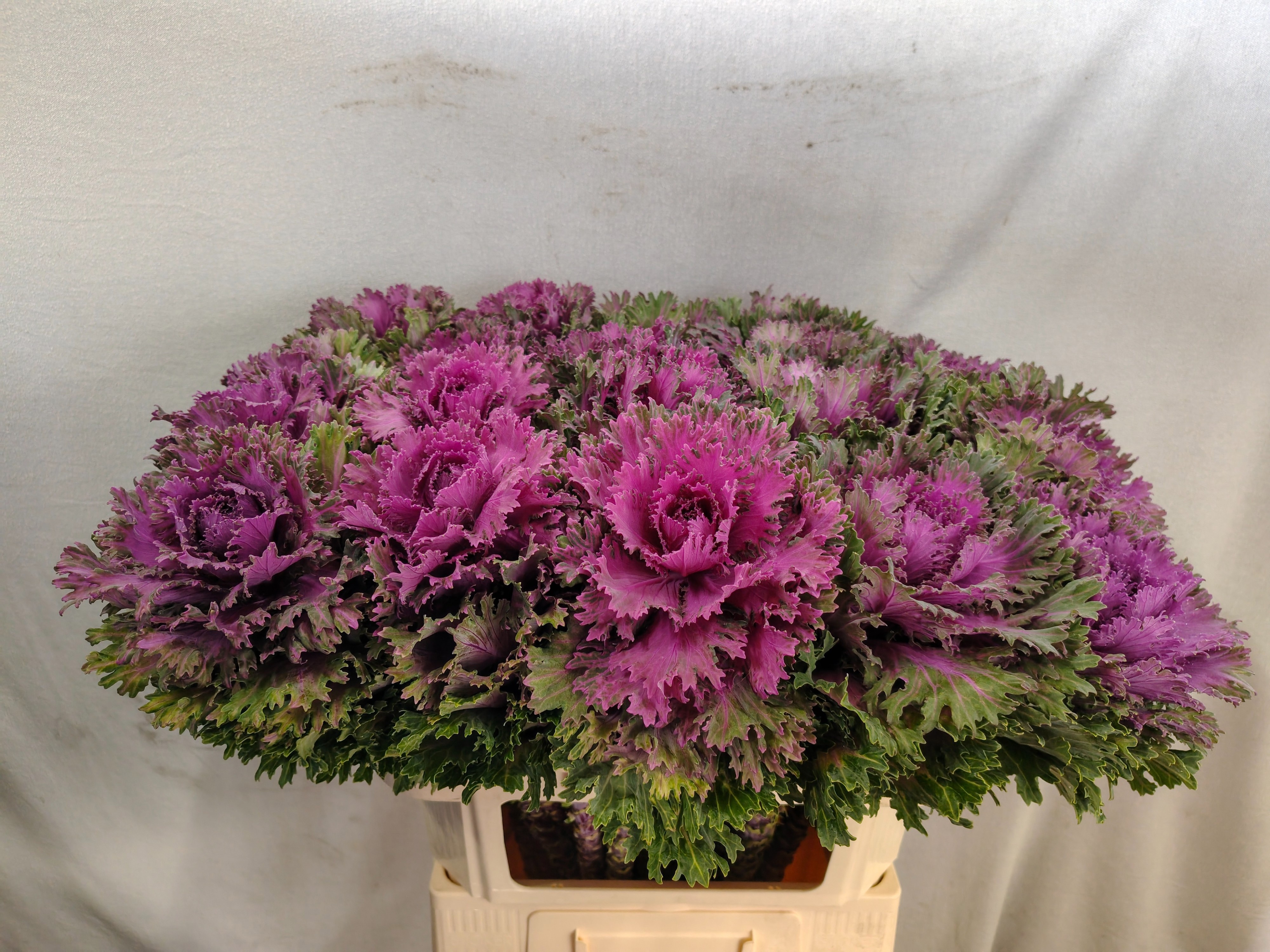 Brassica Altair 70cm