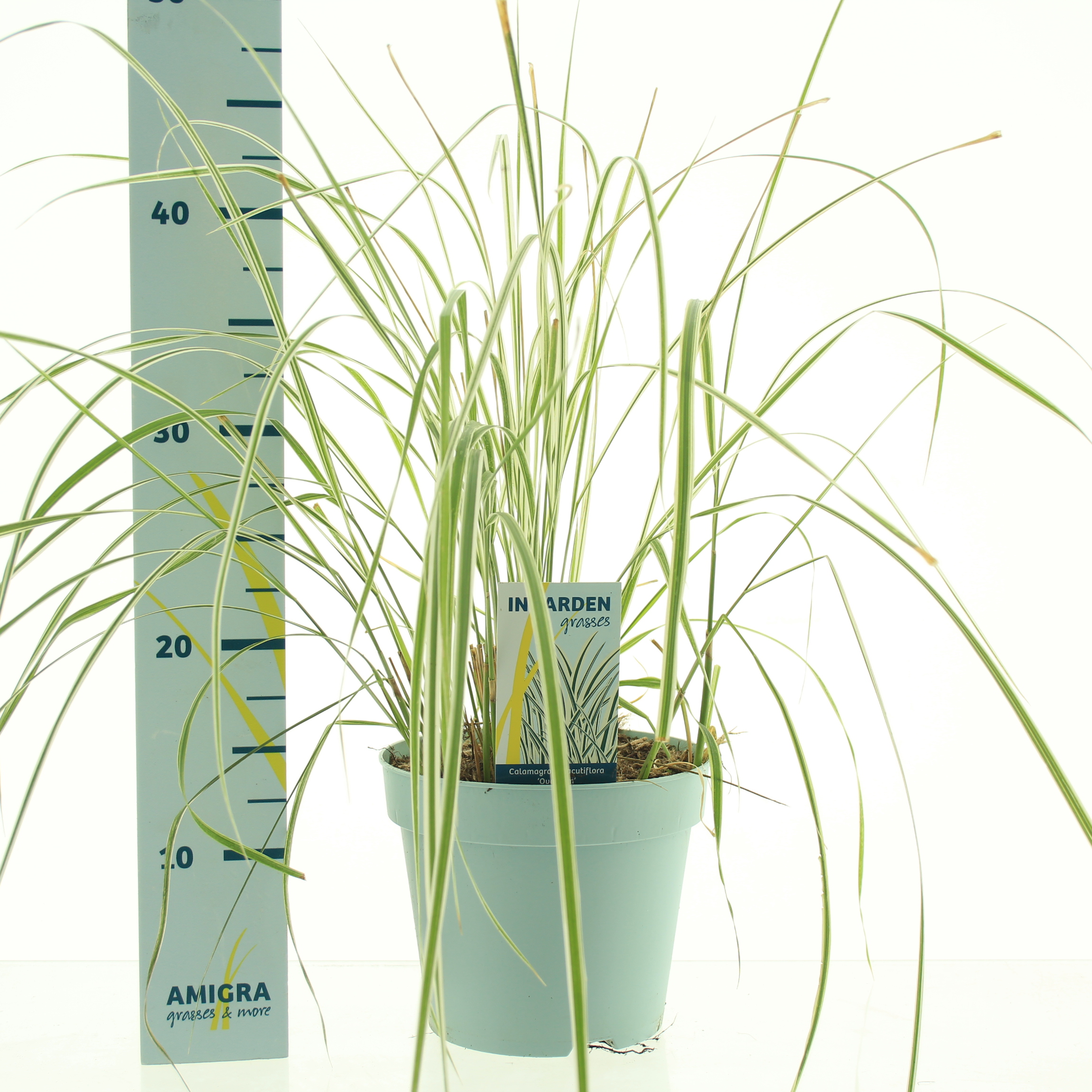 Picture of Calamagrostis accutiflora Overdam P17 (2 Ltr)