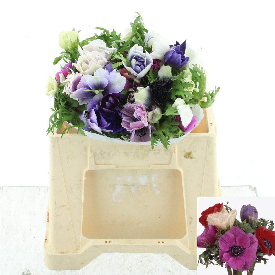 Anemone Marianne Mixed In Bunch 35cm